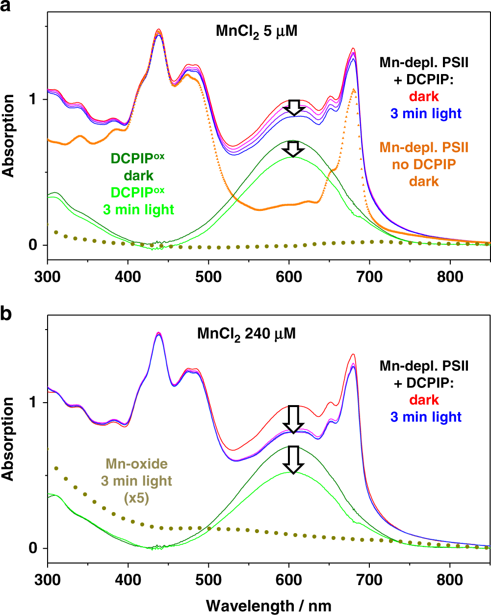 Fig. 3: Light-driven redox reactions in Mn-depleted PSII tracked by optical spectroscopy.