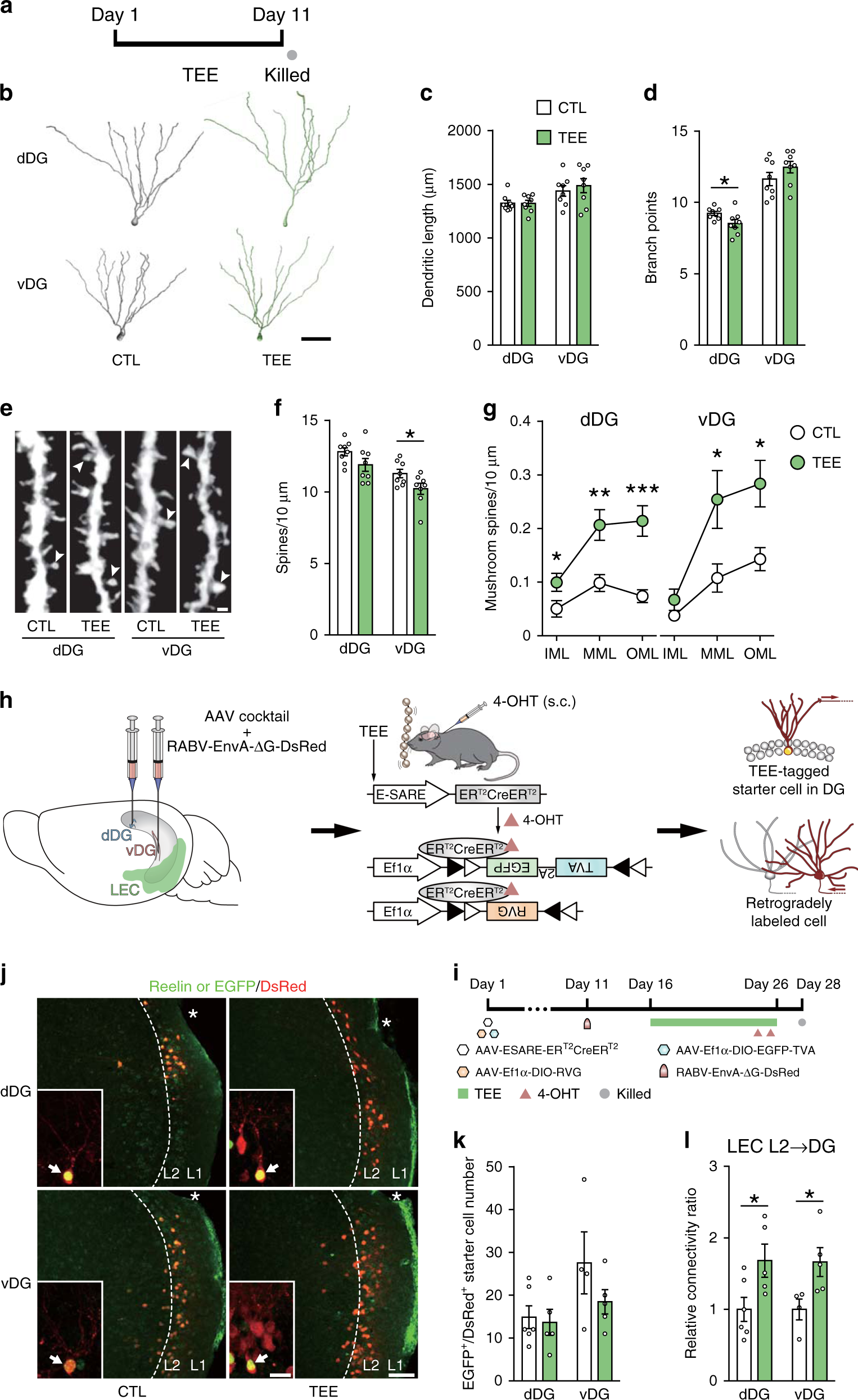 Fig. 4: Effects of tactile enrichment on DG neuron structural plasticity and synaptic connectivity.