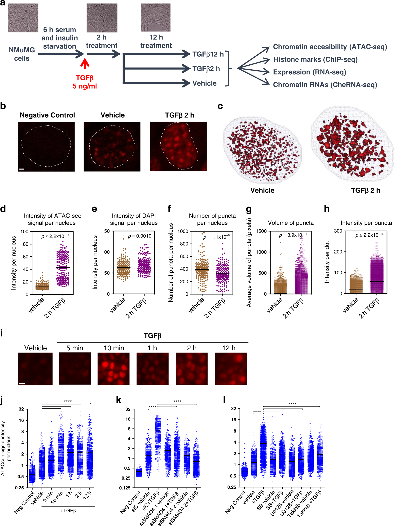 Tgfb Promotes Widespread Enhancer Chromatin Opening And Operates On Genomic Regulatory Domains Nature Communications Tgfb Promotes Widespread Enhancer Chromatin Opening And Operates On Genomic Regulatory Domains Nature Communications