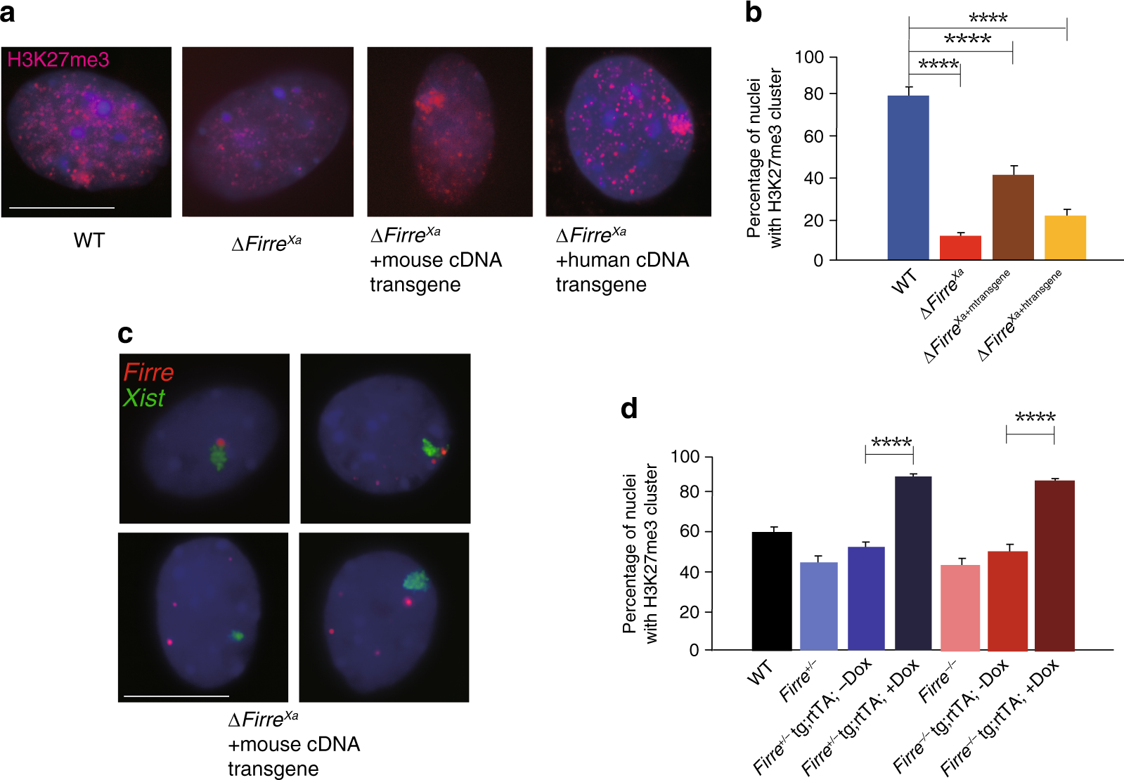 Fig. 4: Ectopic expression of Firre/FIRRE RNA partially restore H3K27me3 on the Xi.