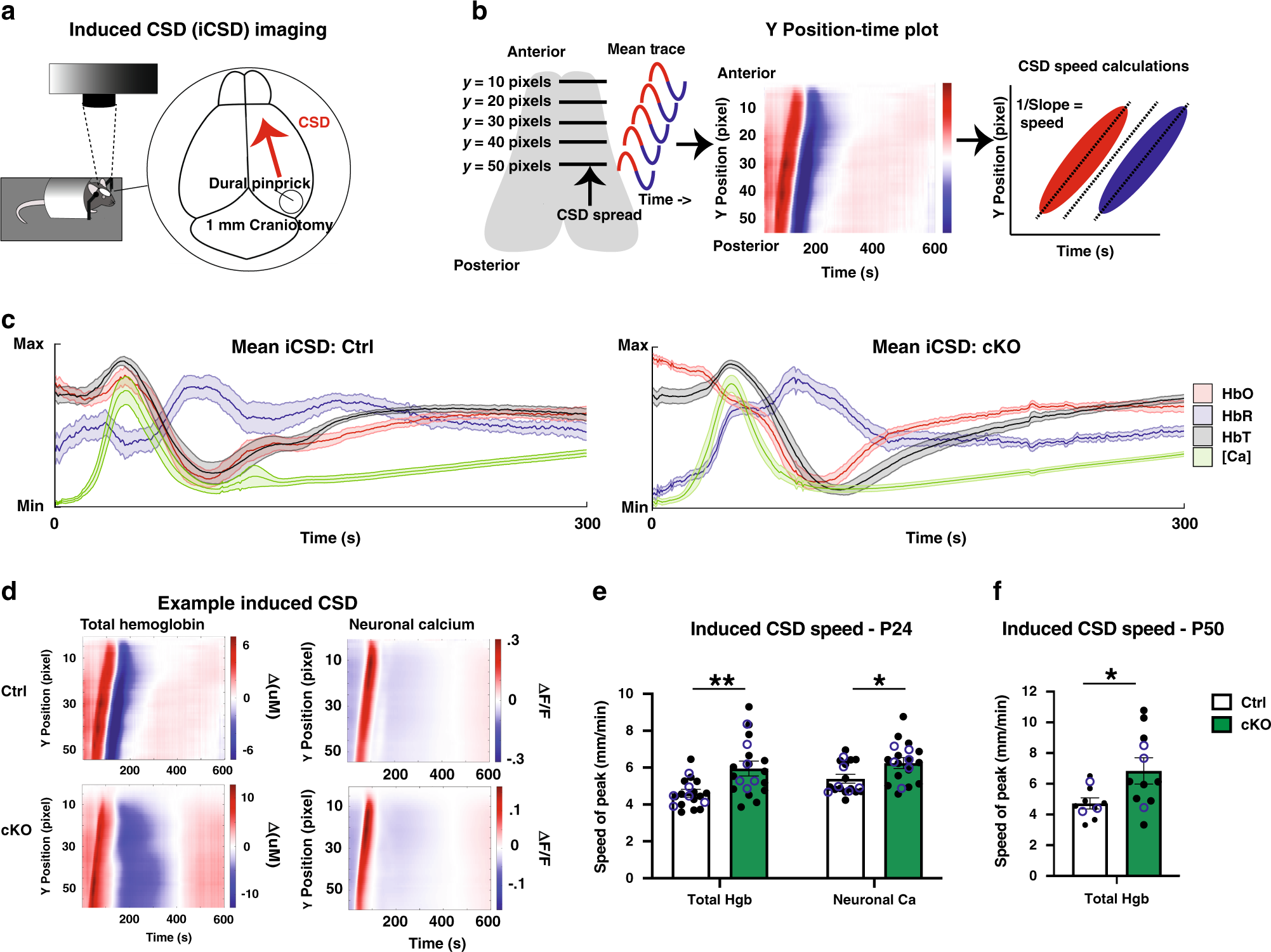 Fig. 2: Induced cortical spreading depression spreads faster in conditional α2-Na/K ATPase knockout mice.