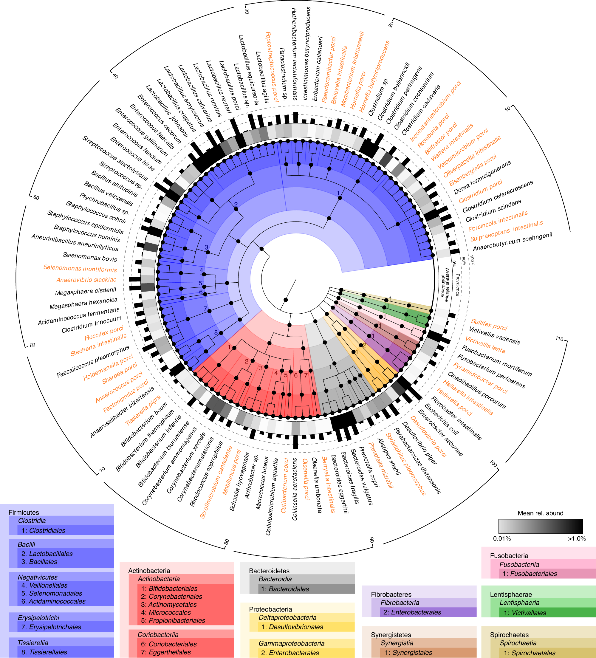 A collection of bacterial isolates from the pig intestine reveals  functional and taxonomic diversity | Nature Communications