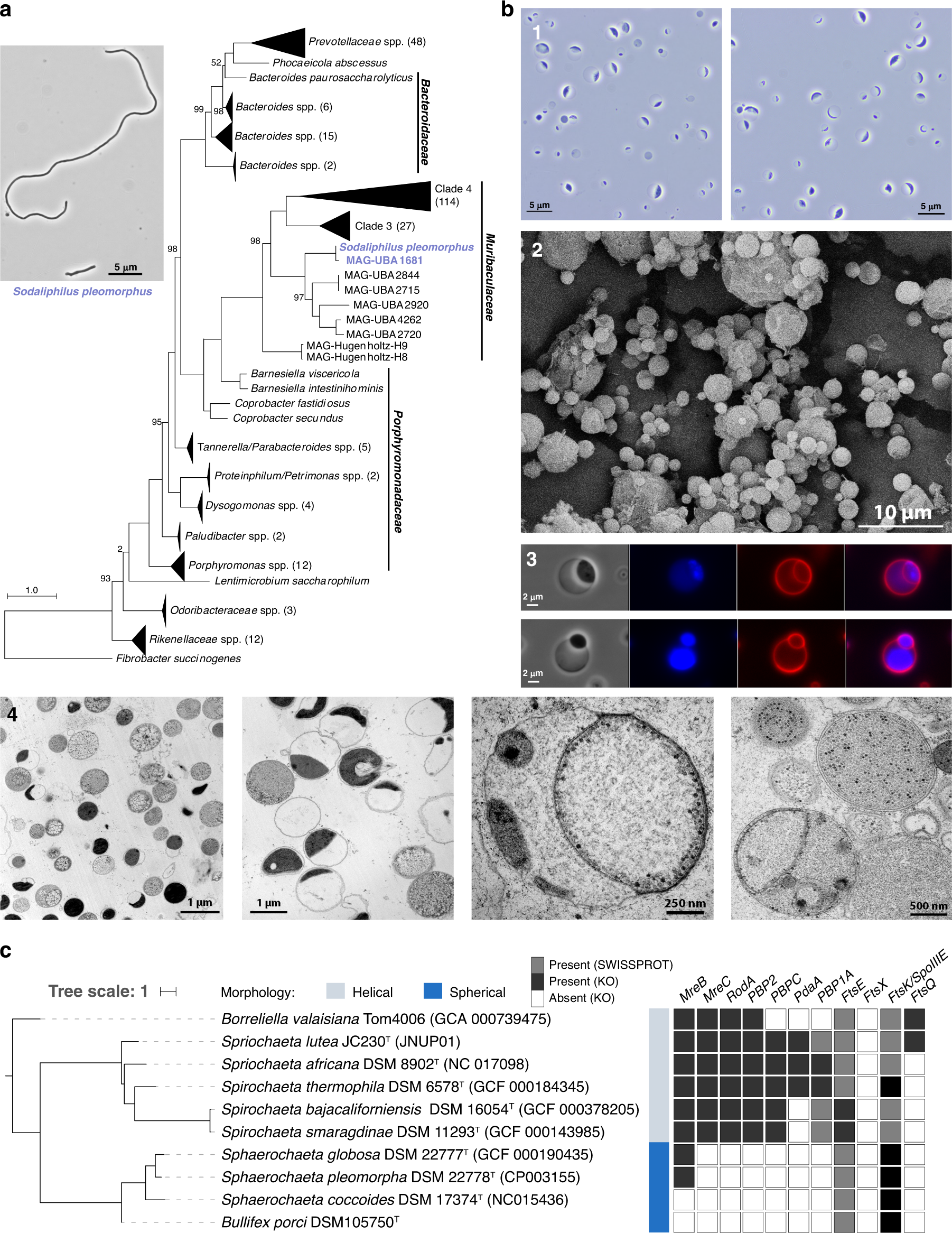 Fig. 2: Novel diversity within the collection.