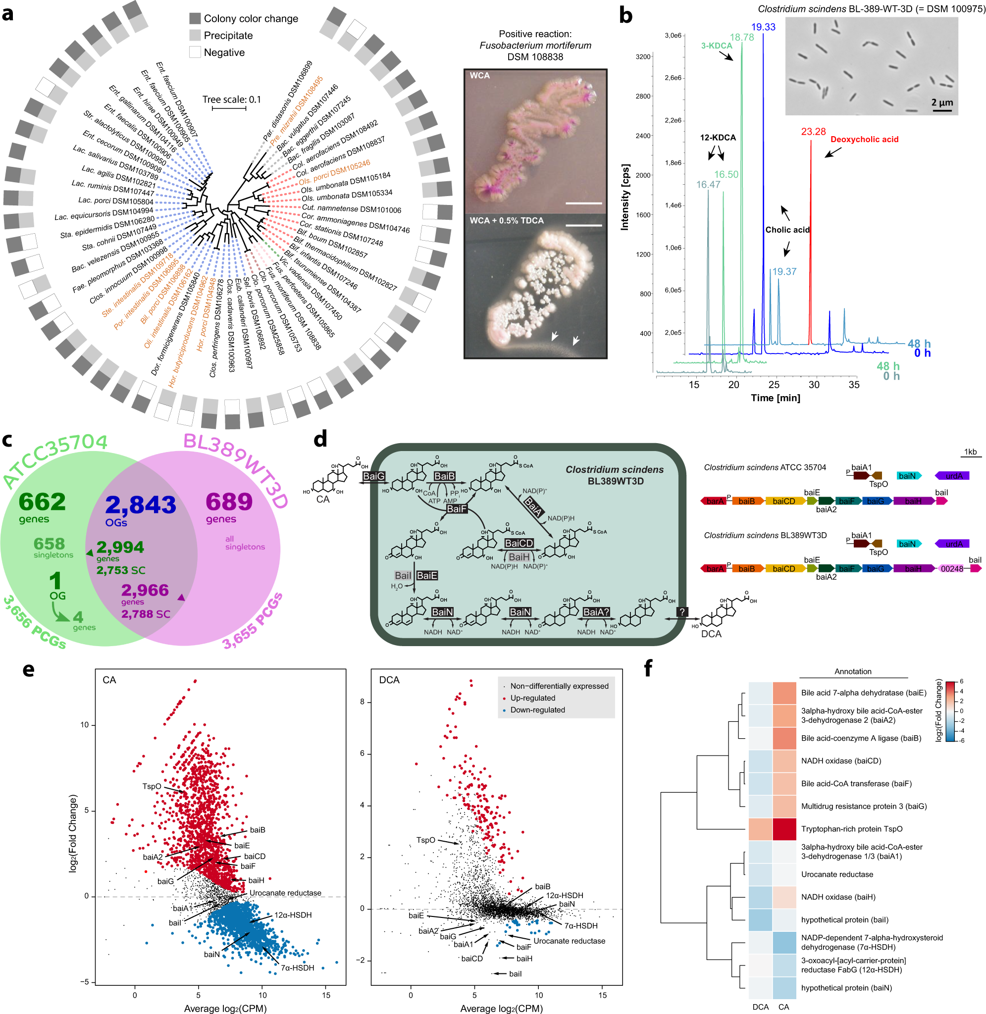 Fig. 6: Bile acids metabolism capacities and functional host-specific traits.