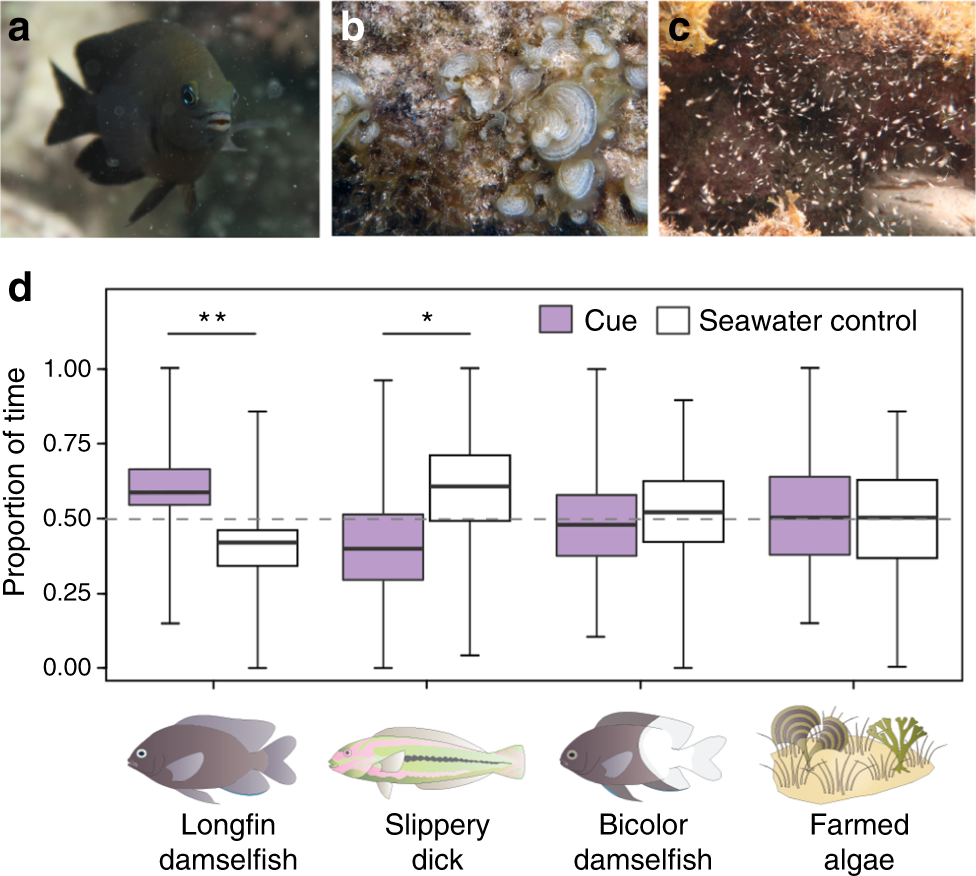 Domestication via the commensal pathway in a fish-invertebrate mutualism | Nature Communications Domestication via the commensal pathway in a fish-invertebrate mutualism | Nature Communications
