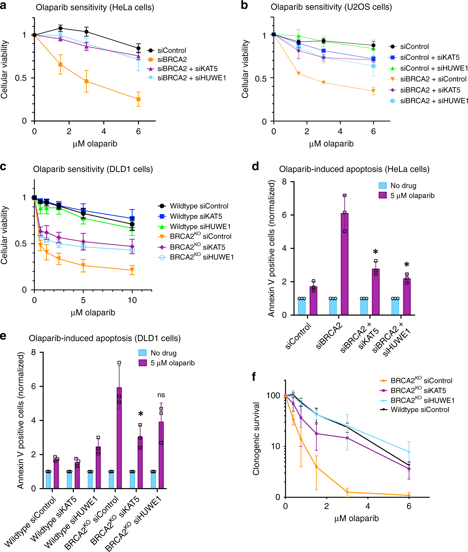 Fig. 3: KAT5 or HUWE1 knockdown in BRCA2-depleted cells results in PARPi resistance.