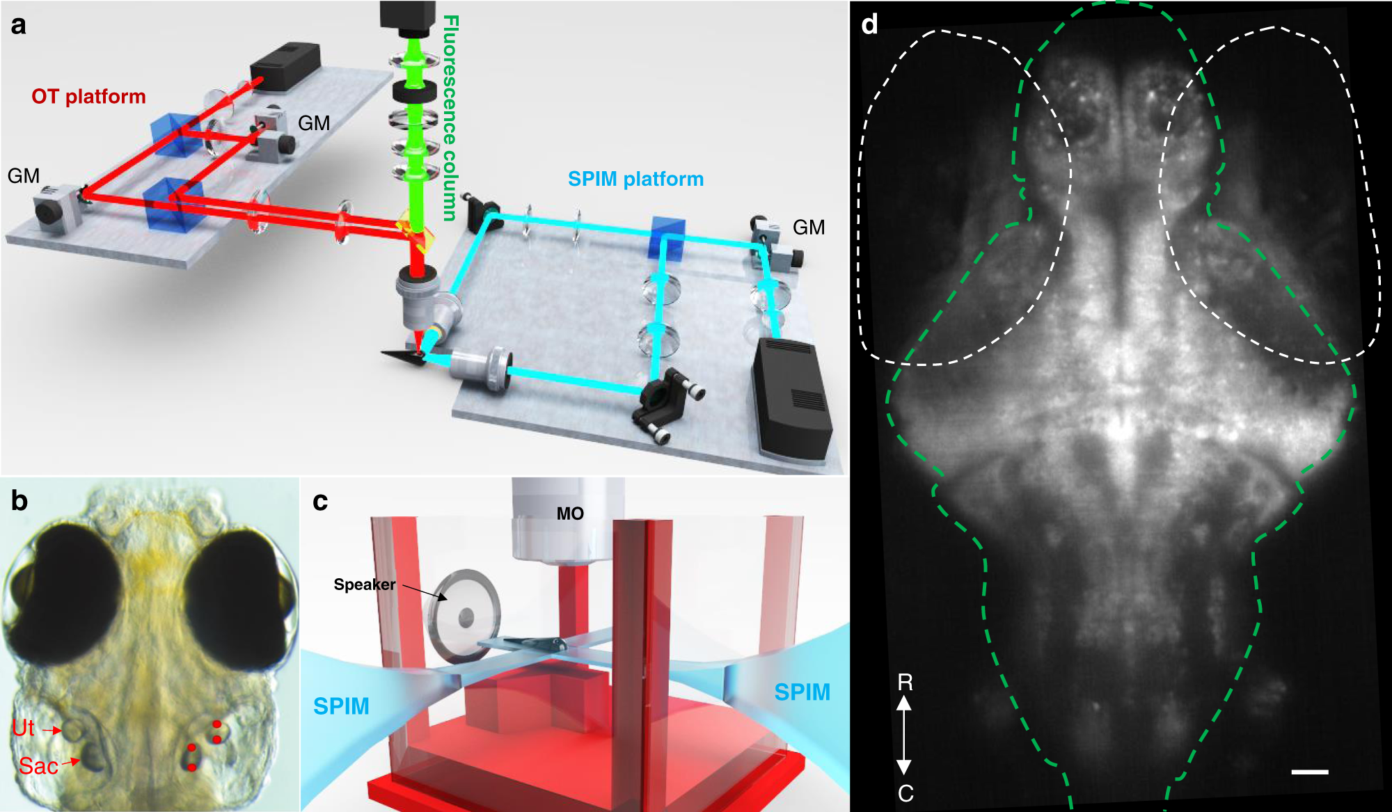 Sound generation in zebrafish with Bio-Opto-Acoustics | Nature  Communications