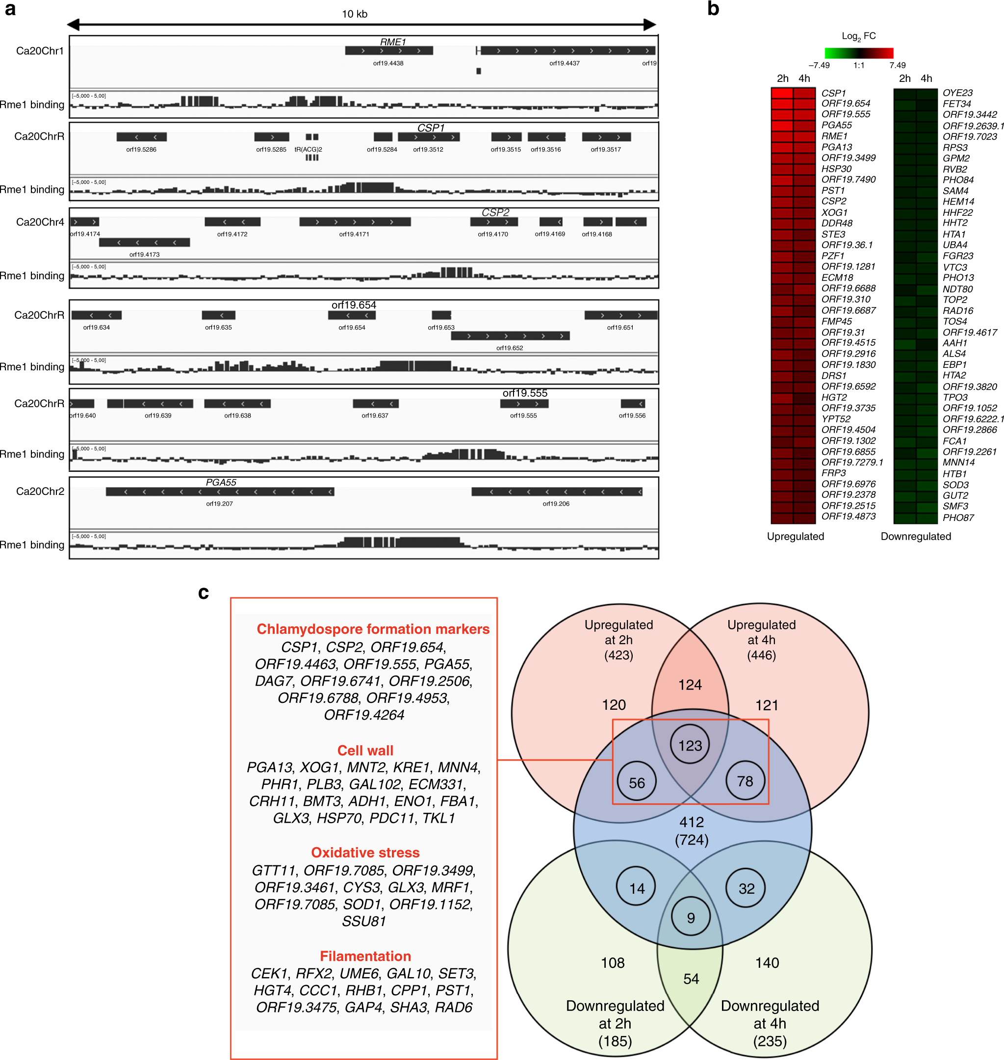 First report of a sexual state in an ambrosia fungus: Ambrosiella  cleistominuta sp. nov. associated with the ambrosia beetle Ani, image size:2047x2161