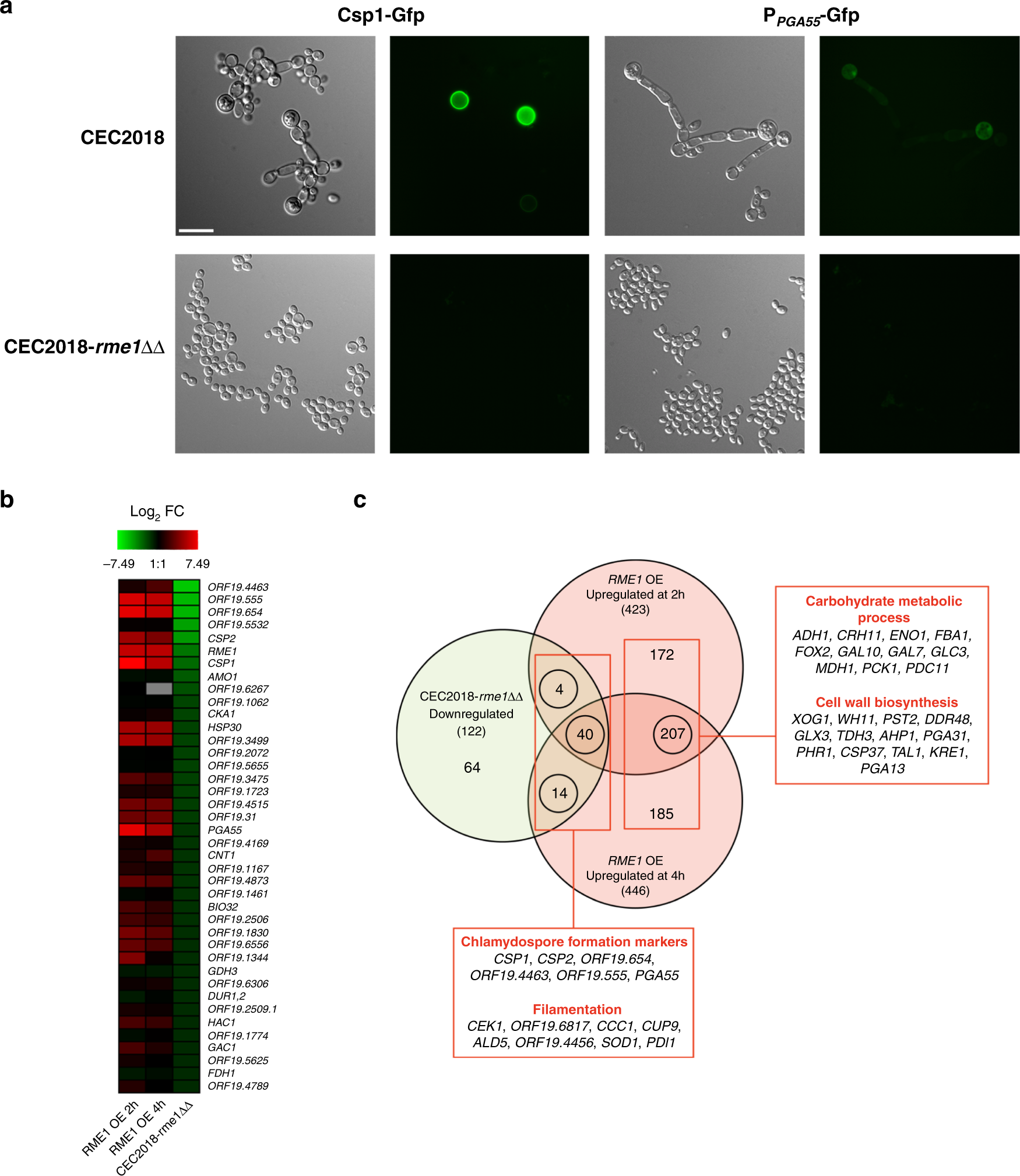 Fig. 4: RME1 disruption in the clinical isolate CEC2018 confirms Rme1 involvement in chlamydosporulation.