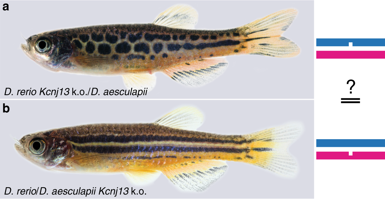 Fig. 5: A reciprocal hemizygosity test to identify Kcnj13 evolution.