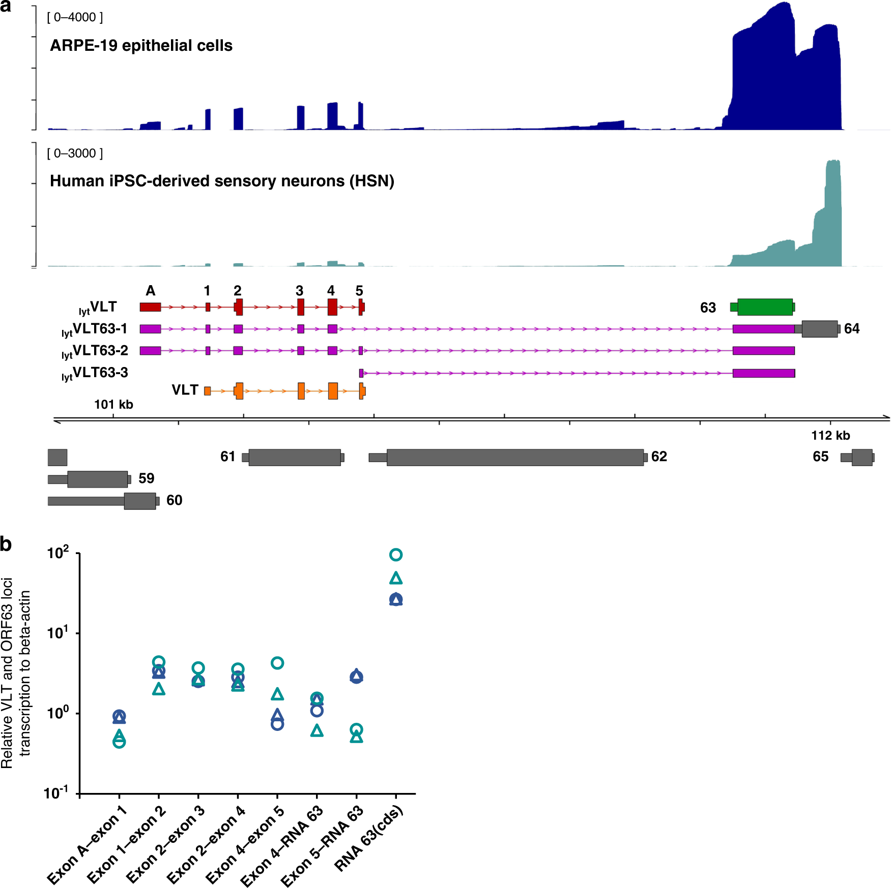 Varicella-zoster virus VLT-ORF63 fusion transcript induces broad viral gene  expression during reactivation from neuronal latency | Nature Communications