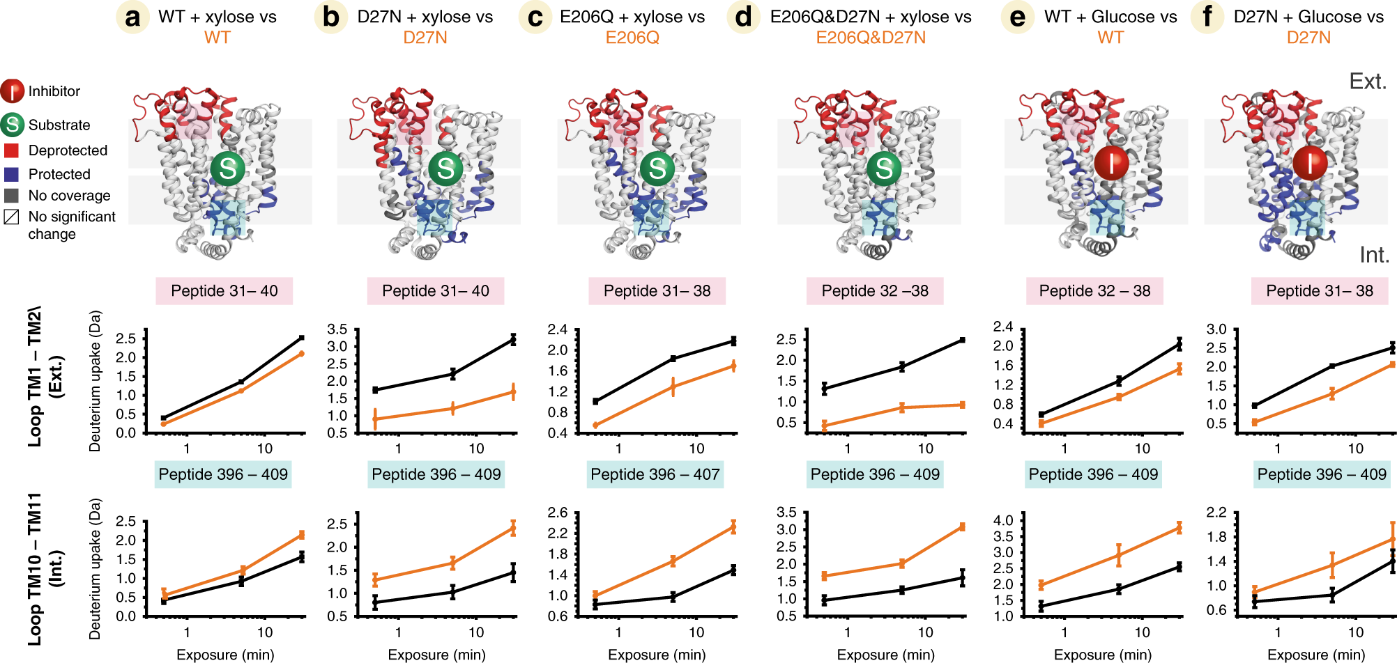 Fig. 3: Conformational change of XylE through substrate/inhibitor binding.