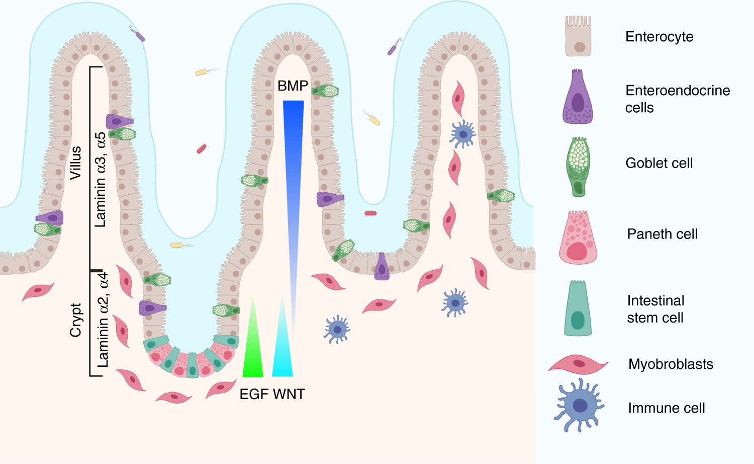 https://media.springernature.com/full/springer-static/image/art%3A10.1038%2Fs41467-020-20052-z/MediaObjects/41467_2020_20052_Fig1_HTML.png