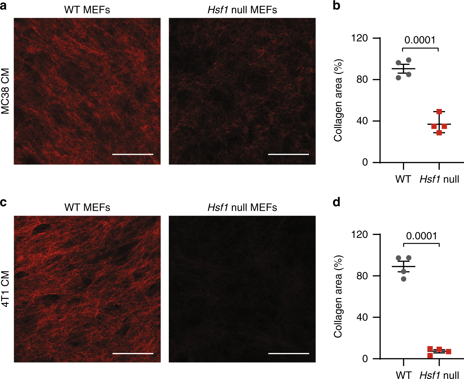 Heat Shock Factor 1-dependent extracellular matrix remodeling mediates the  transition from chronic intestinal inflammation to colon cancer | Nature  Communications