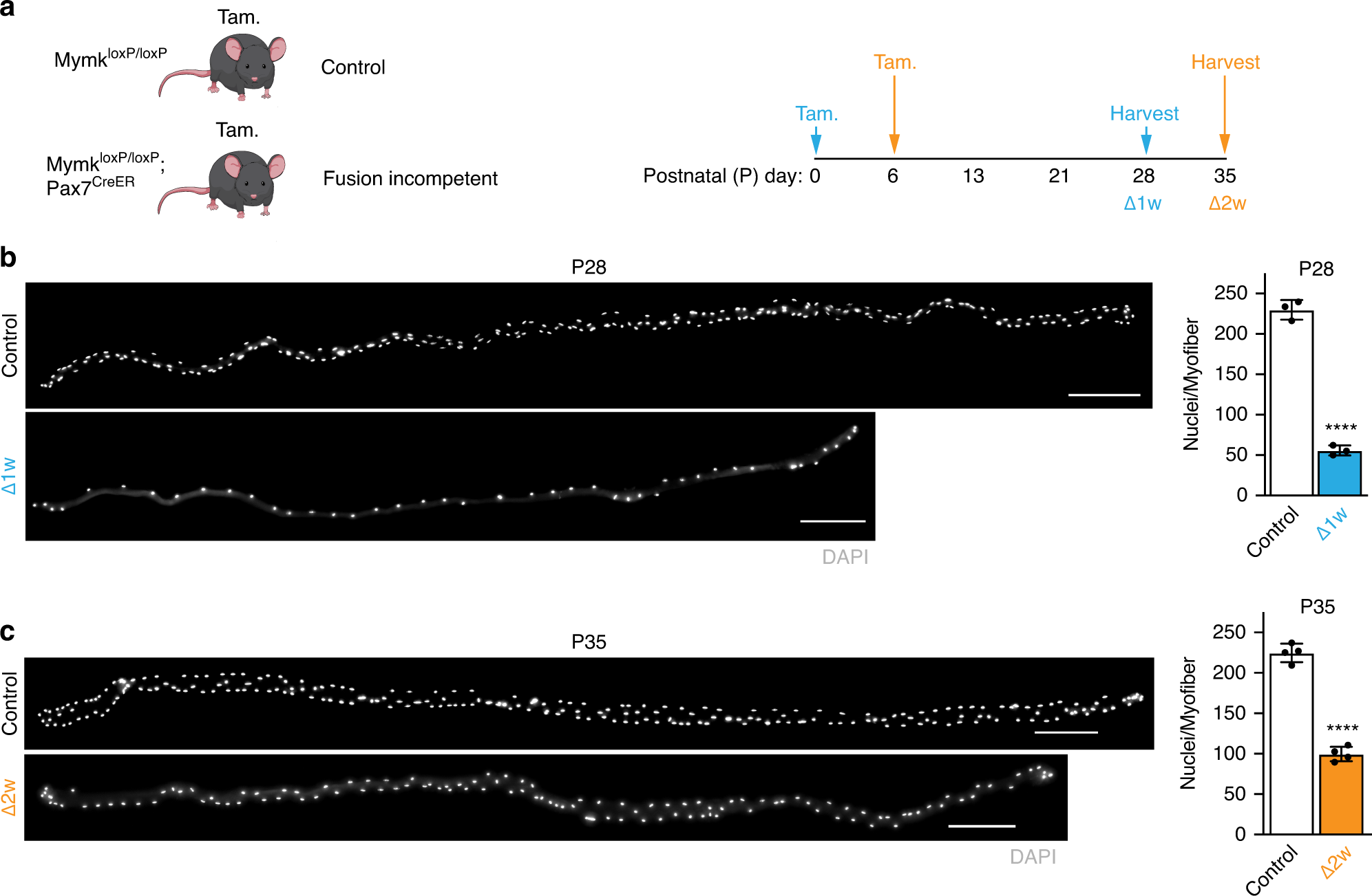 Fig. 1: Temporal genetic ablation of Myomaker in satellite cells during development titrates myonuclear number in myofibers.