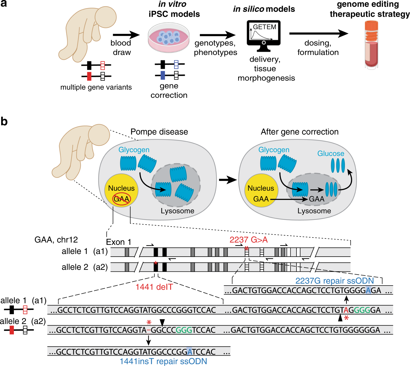 Design of efficacious somatic cell genome editing strategies for recessive  and polygenic diseases | Nature Communications