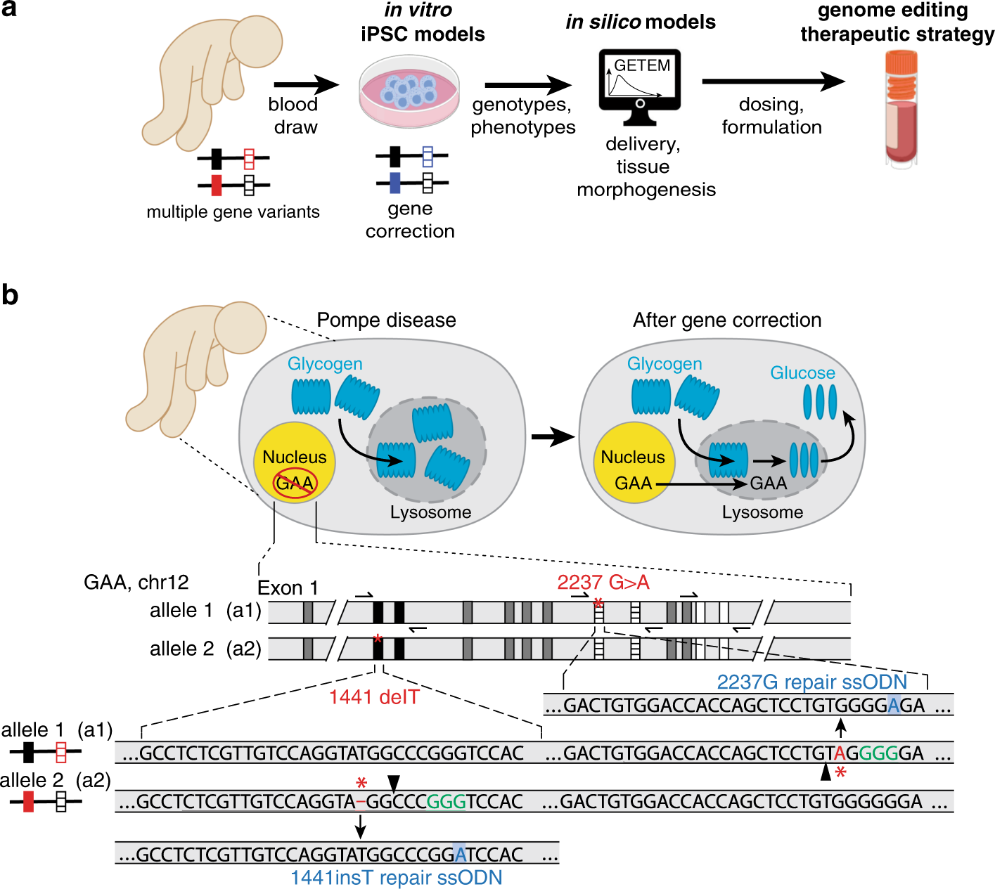 Genome-wide Mapping of Off-Target Events in Single-Stranded  Oligodeoxynucleotide-Mediated Gene Repair Experiments: Molecular Therapy