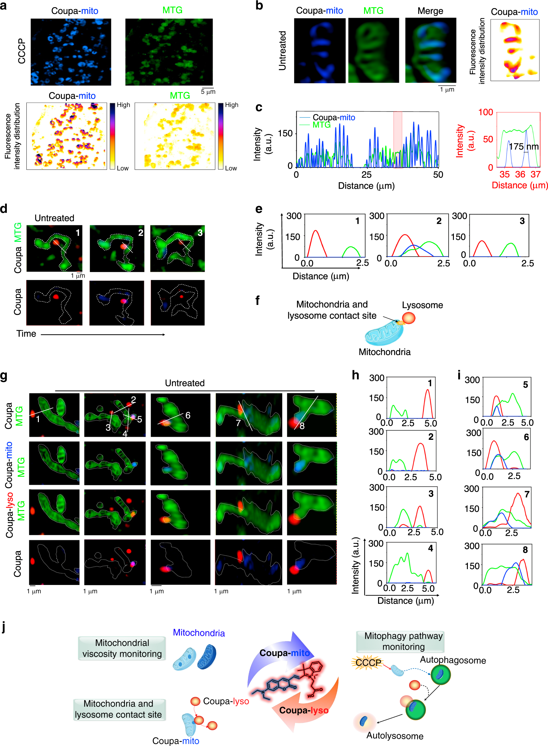 Fig. 4: Coupa reports unevenly distributed viscosity within mitochondria and identifies mitochondria–lysosome contact (MLC) sites via SIM imaging.