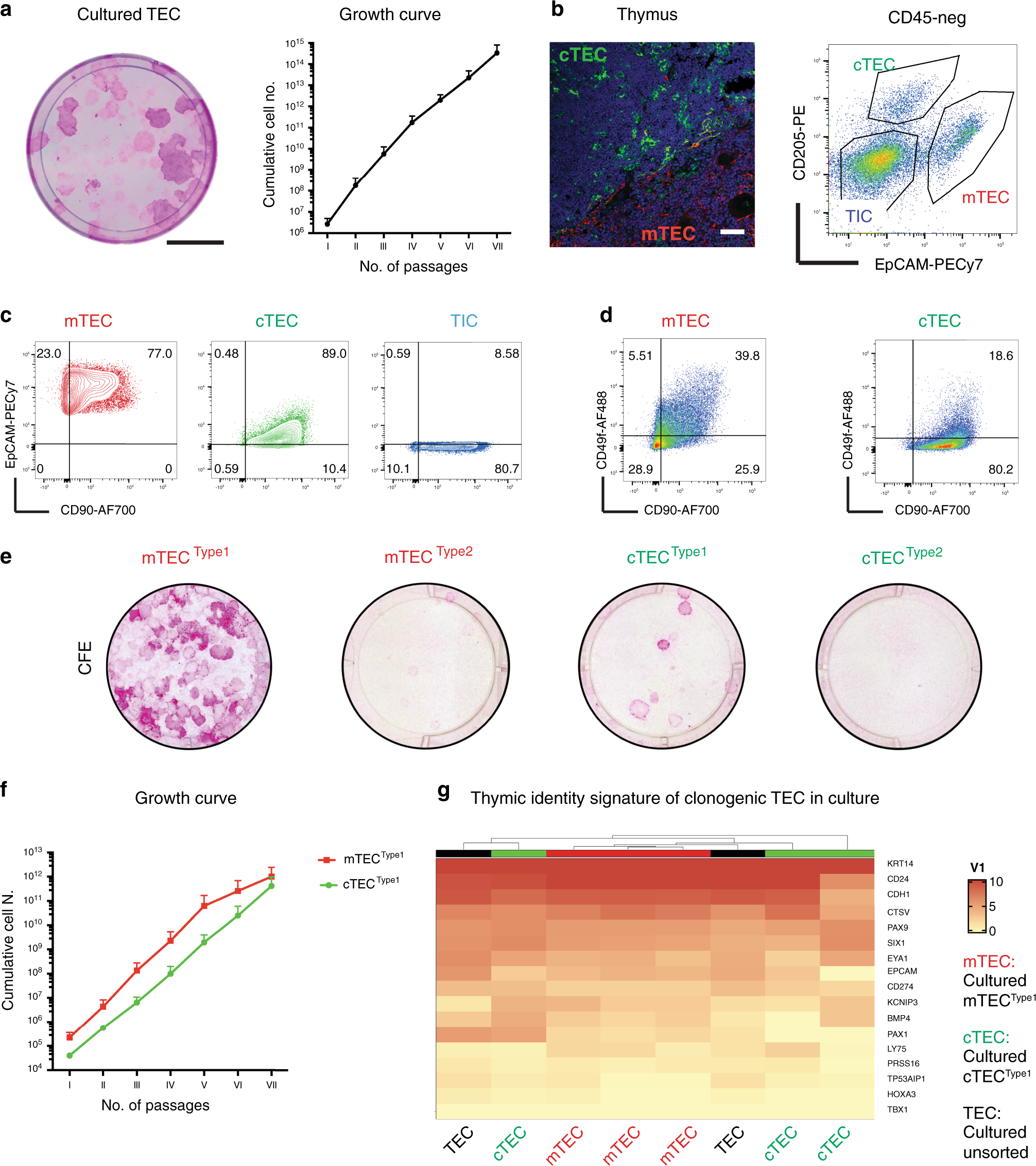 Reconstitution Of A Functional Human Thymus By Postnatal Stromal Progenitor Cells And Natural Whole Organ Scaffolds Nature Communications