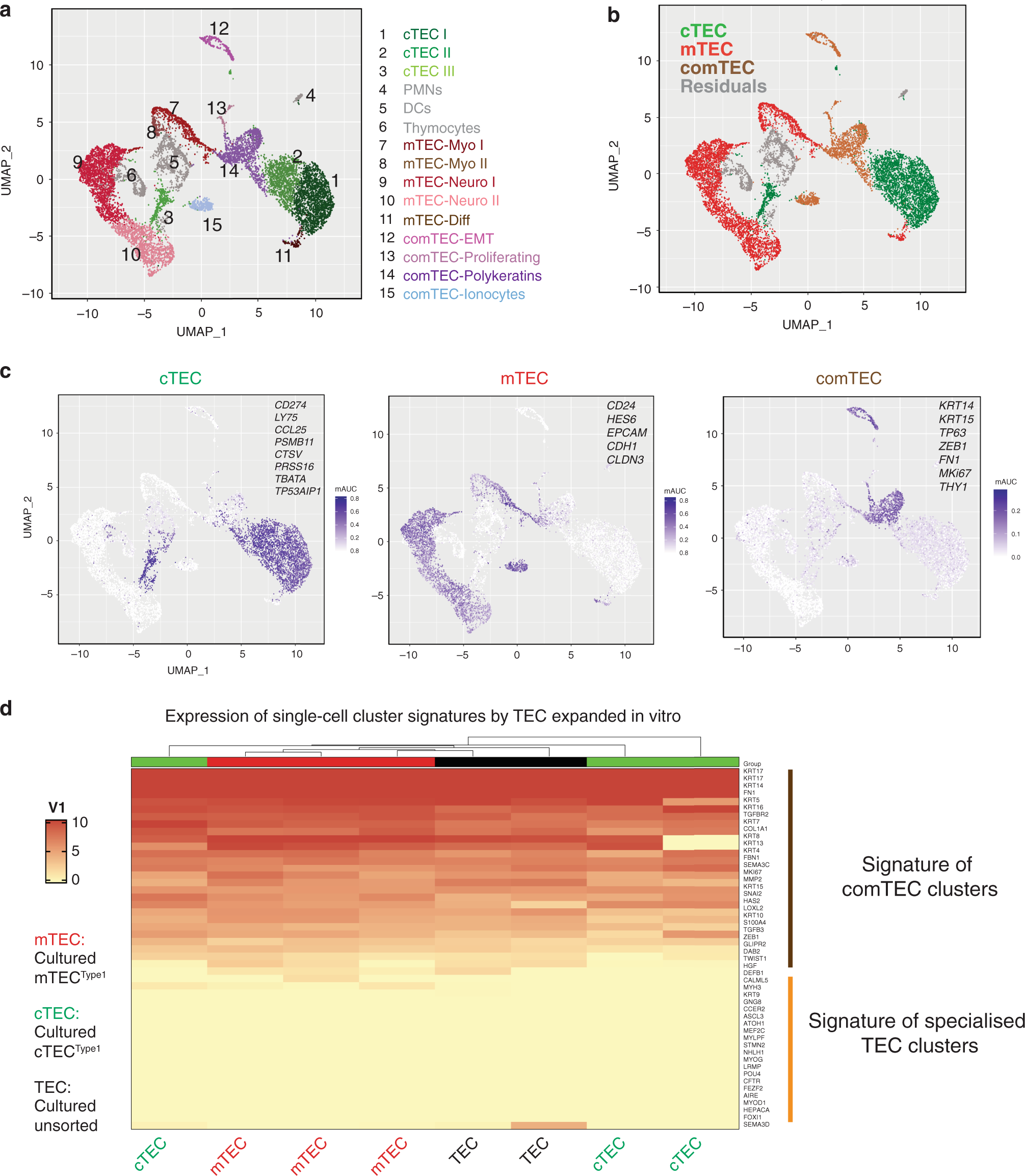 Fig. 2: Single-cell RNA sequencing of freshly isolated TEC defines common cell clusters to mTEC and cTEC that are maintained in vitro.
