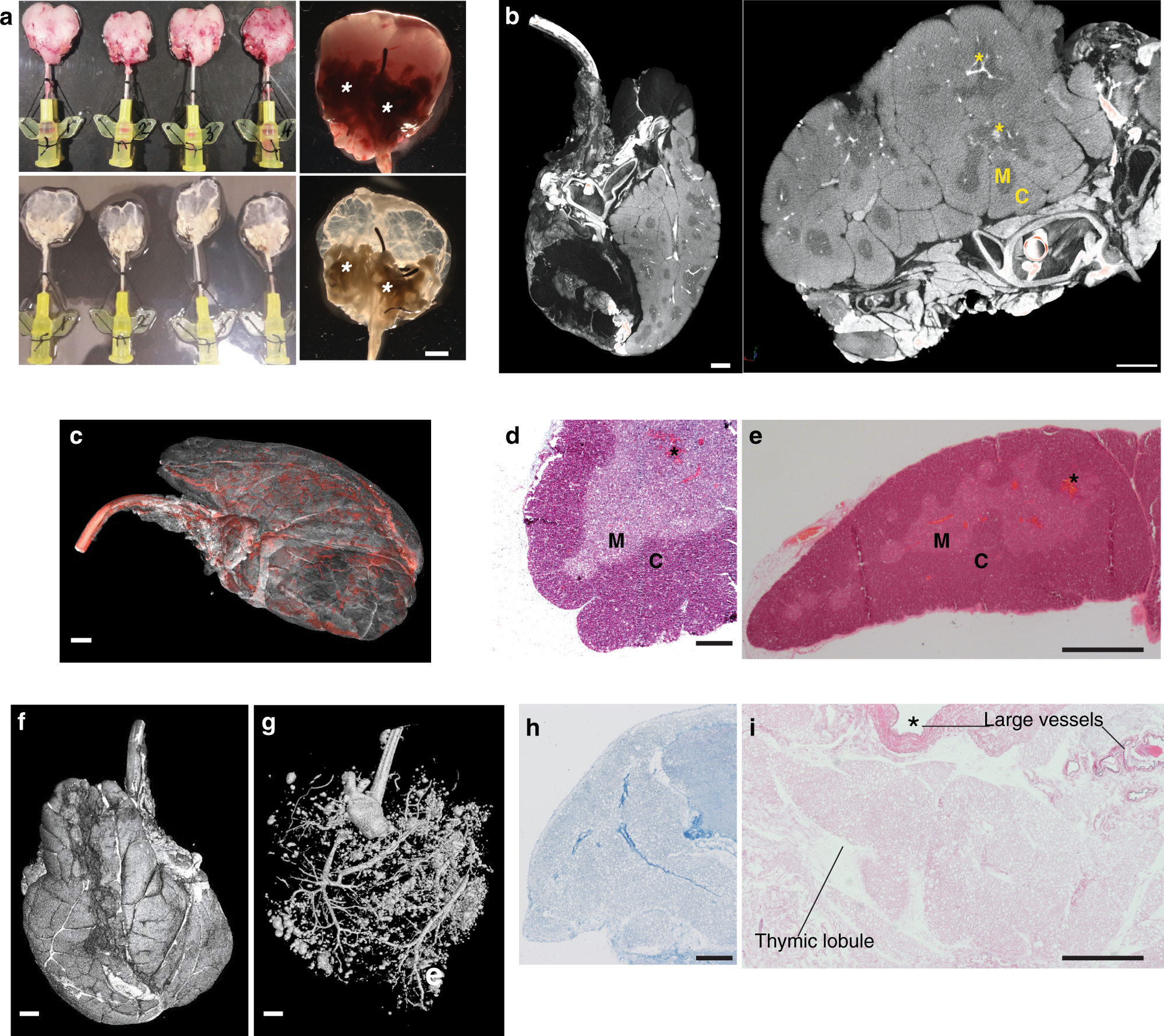 Fig. 4: Whole-organ thymus perfusion and decellularisation.