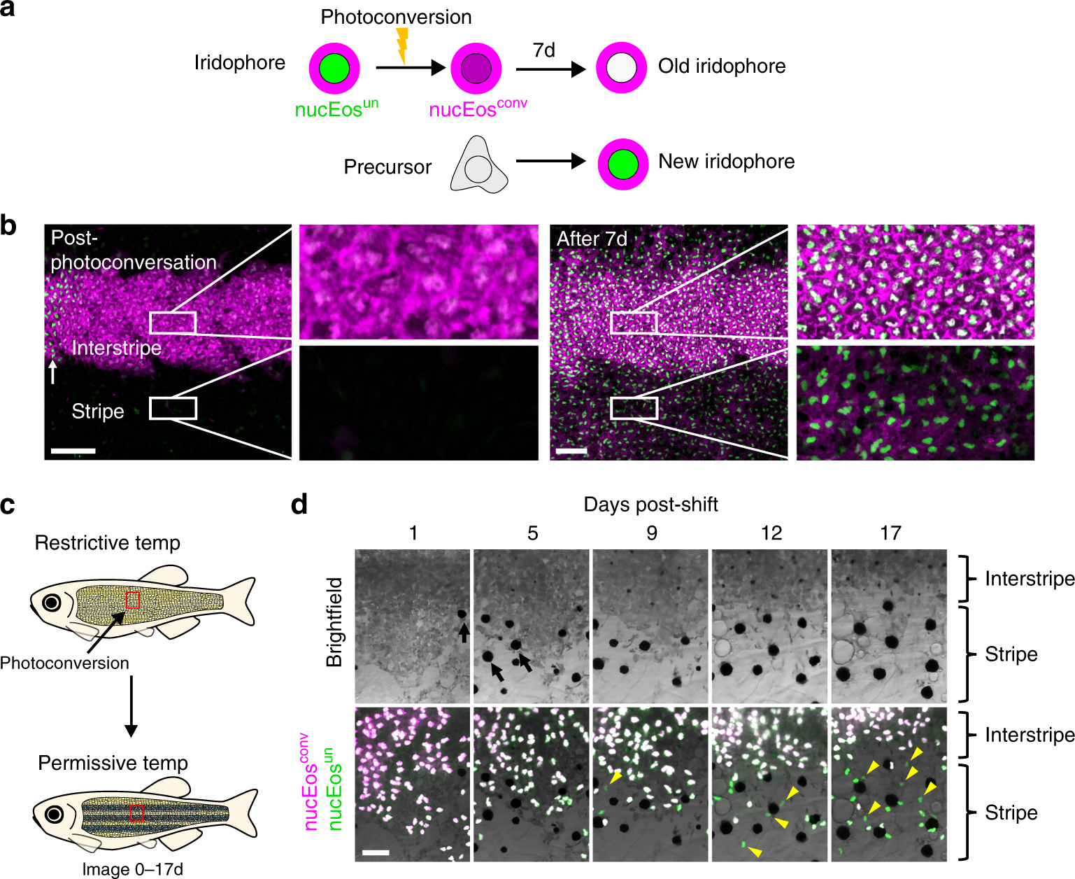 Fig. 2: Photoconversion experiments to test models of pattern development and remodeling.
