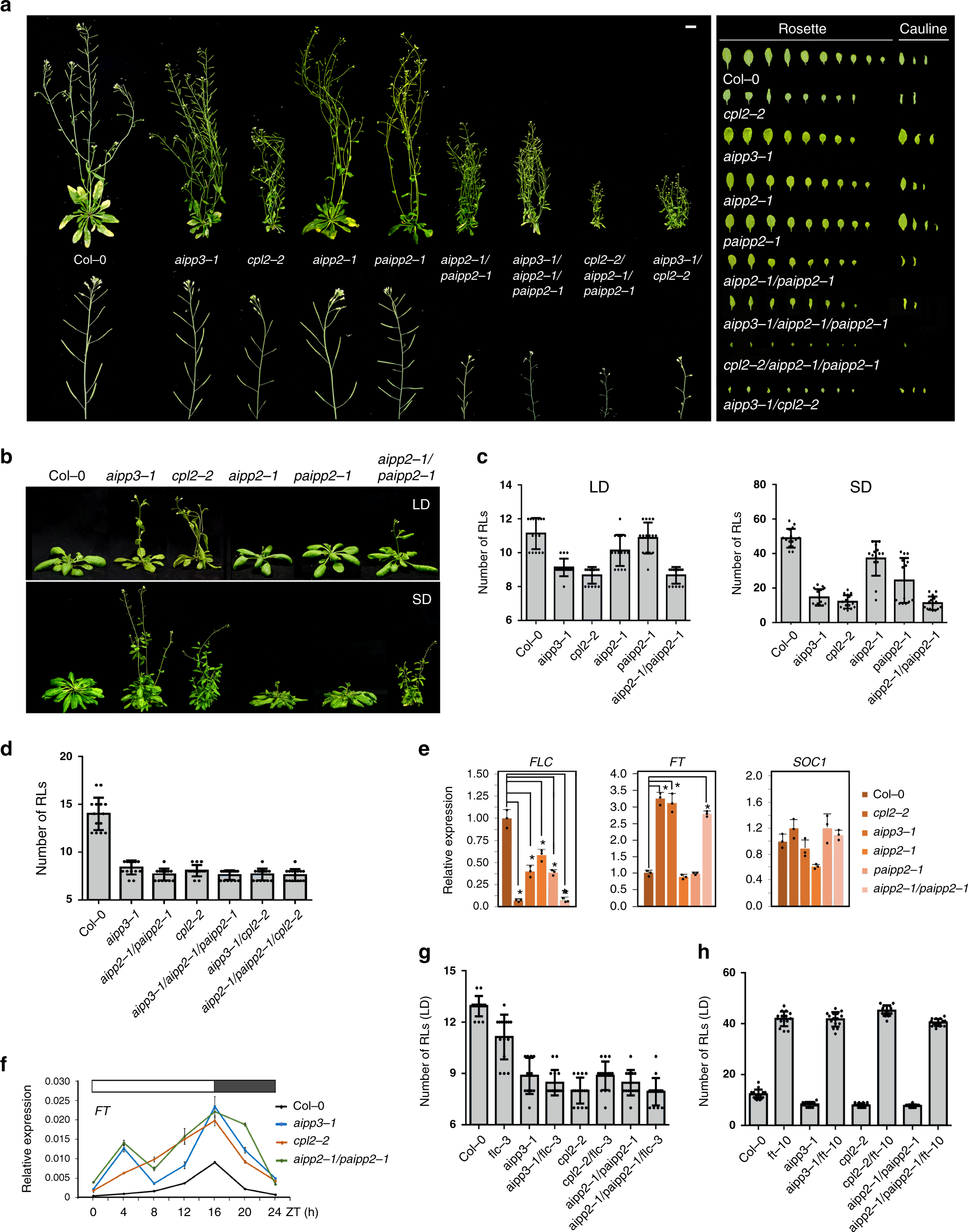 Fig. 2: The BAH–PHD–CPL2 complex regulates plant development and flowering time.