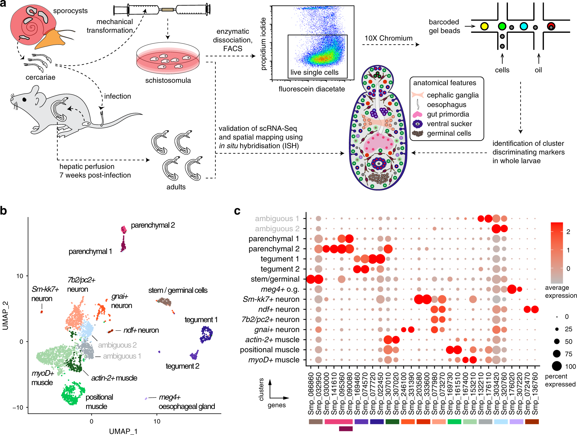 Single-cell atlas of the first intra-mammalian developmental stage of the  human parasite Schistosoma mansoni