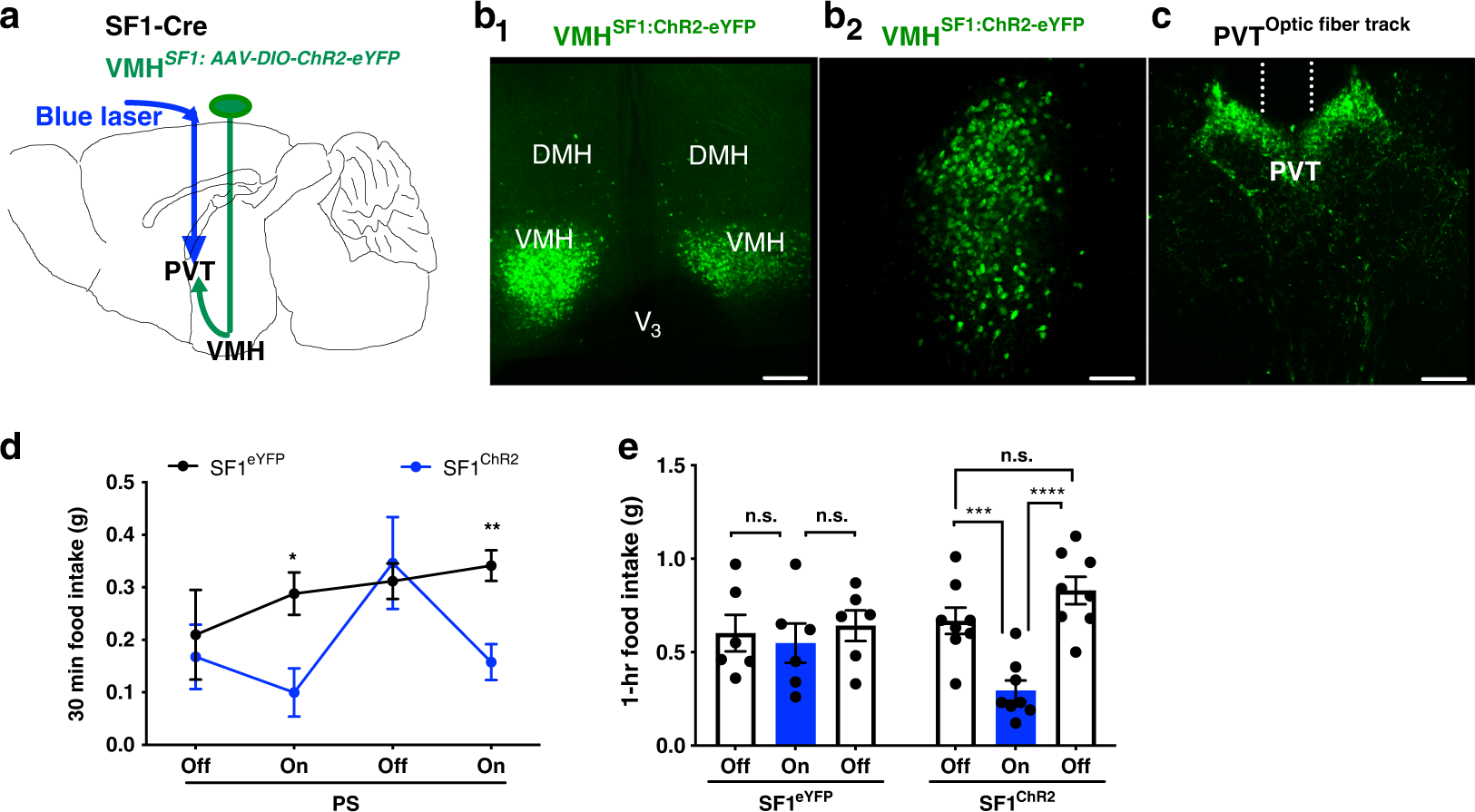 Fig. 2: PS of VMH SF1 projections to the PVT inhibits food intake.