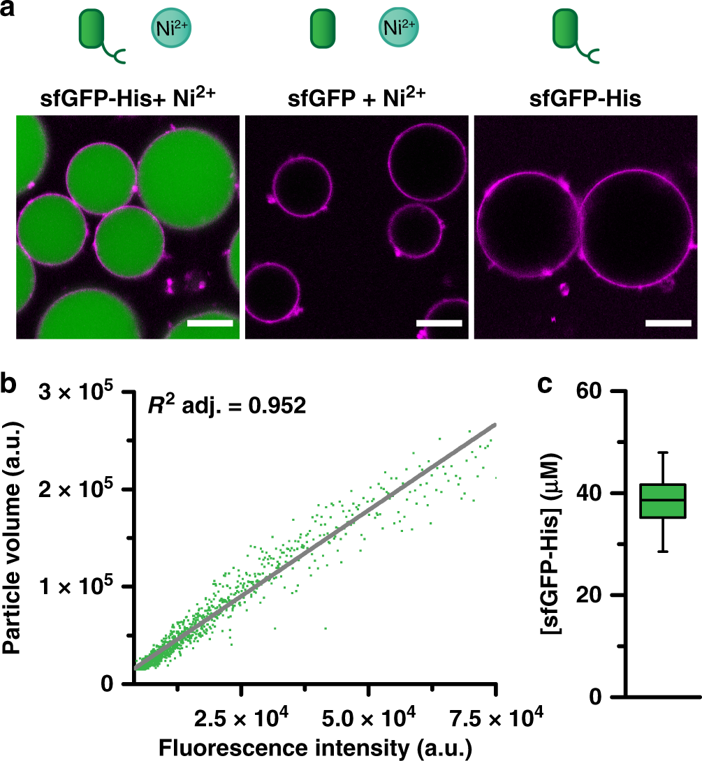 Fig. 2: Controlled, homogeneous uptake of sfGFP-His into NTA-functionalized protocells.