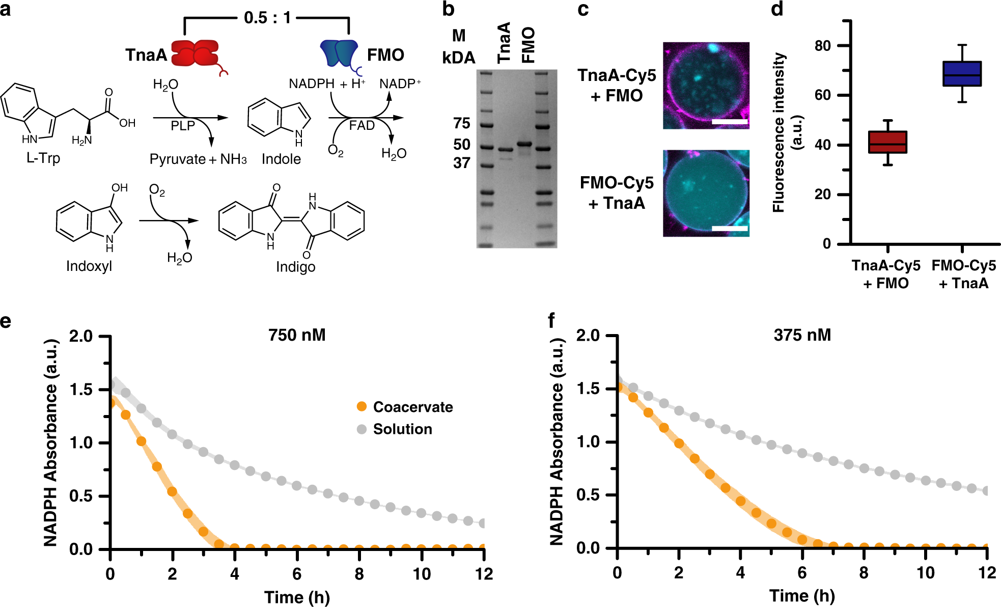 Fig. 4: Increased enzymatic activity by controlled loading of a synthetic two-enzyme cascade.