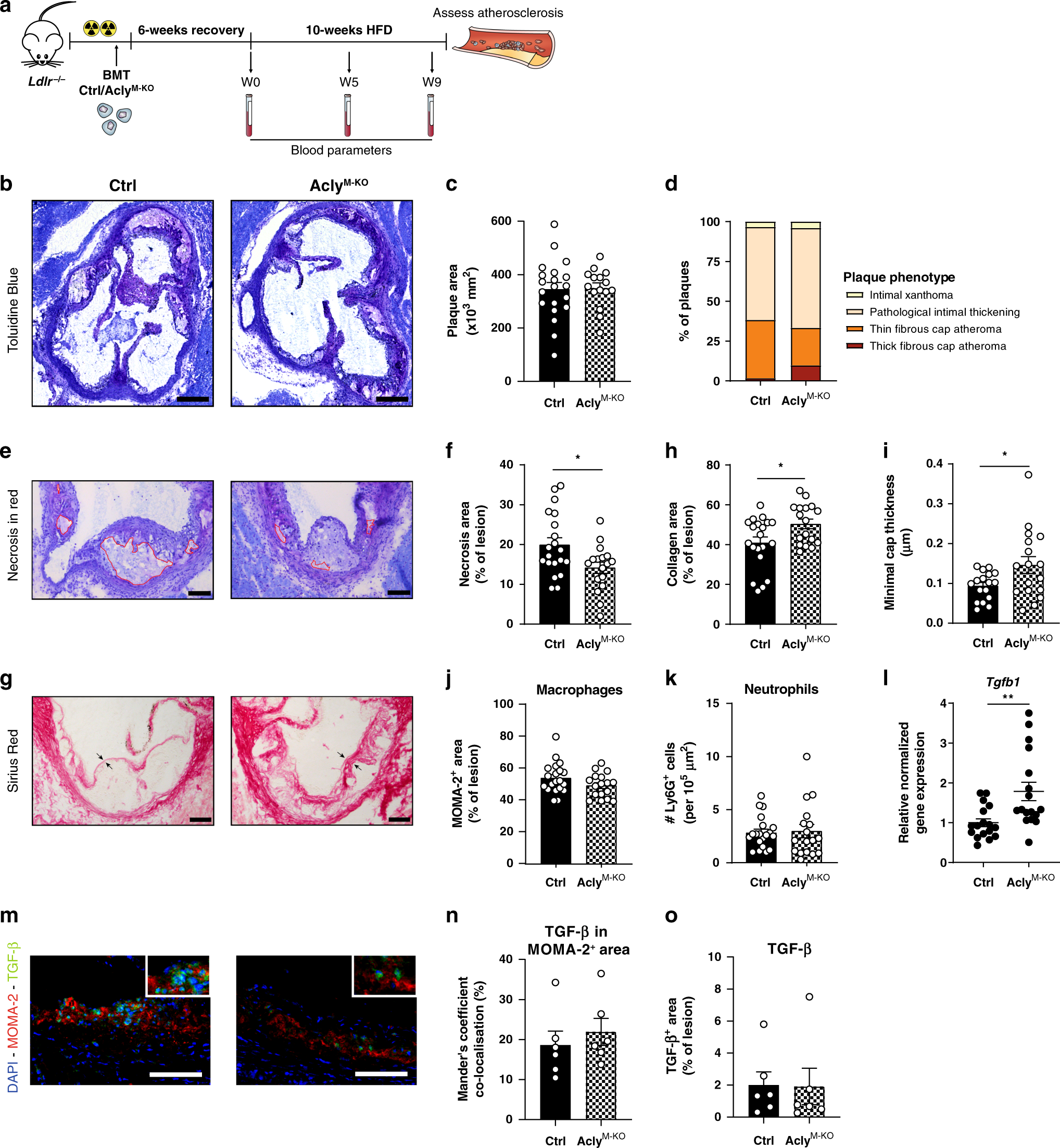Fig. 2: Acly deletion in macrophages elicits a favorable plaque phenotype.