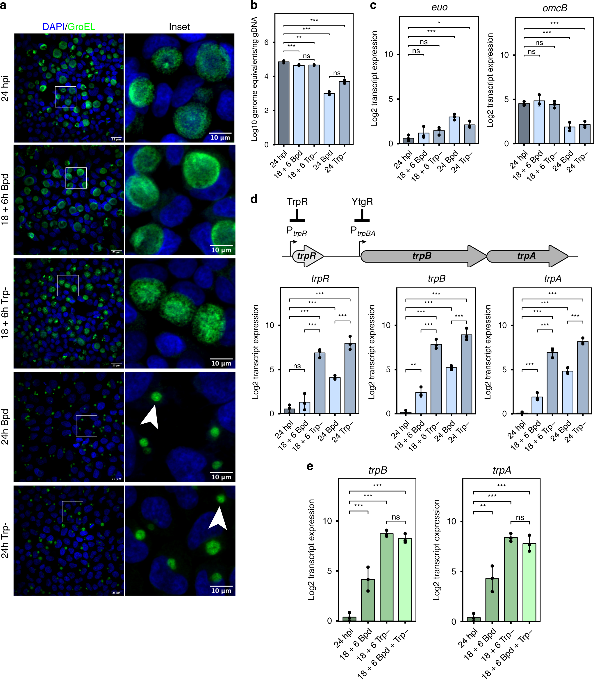 The iron-dependent repressor YtgR is a tryptophan-dependent attenuator of the trpRBA operon in Chlamydia trachomatis Nature Communications photo image