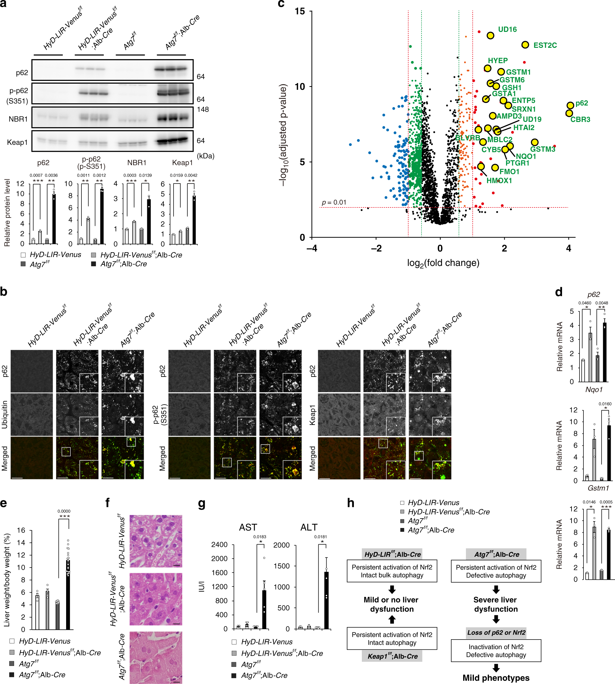 Fig. 8: Physiological significance of p62-turnover.