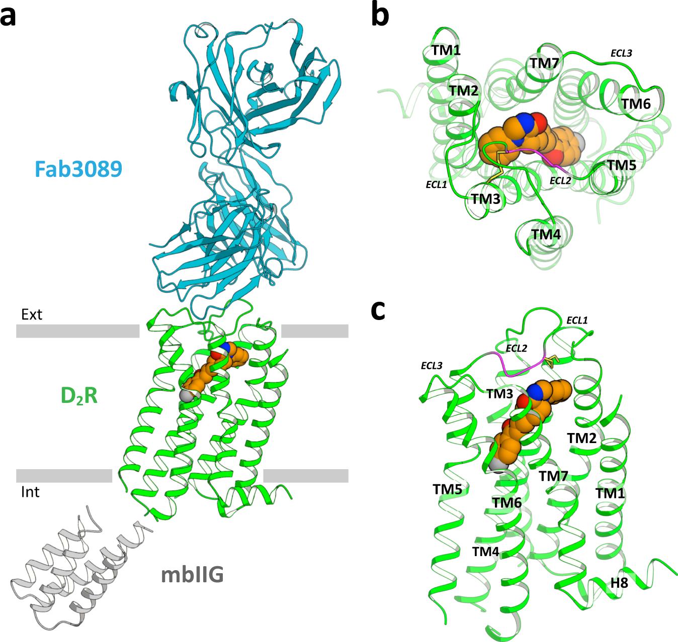 Structure of the dopamine D2 receptor in complex with the antipsychotic  drug spiperone | Nature Communications