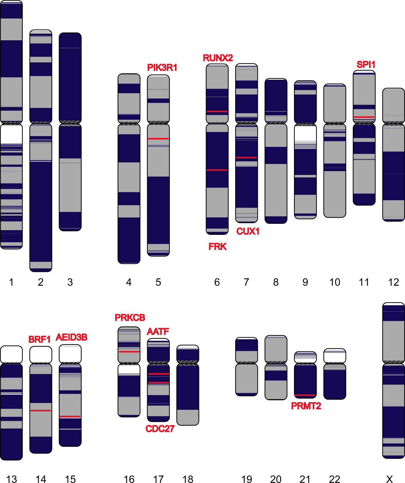 Fig. 3: Continuity analysis of the assembly of WERI cell line using nanopore reads.