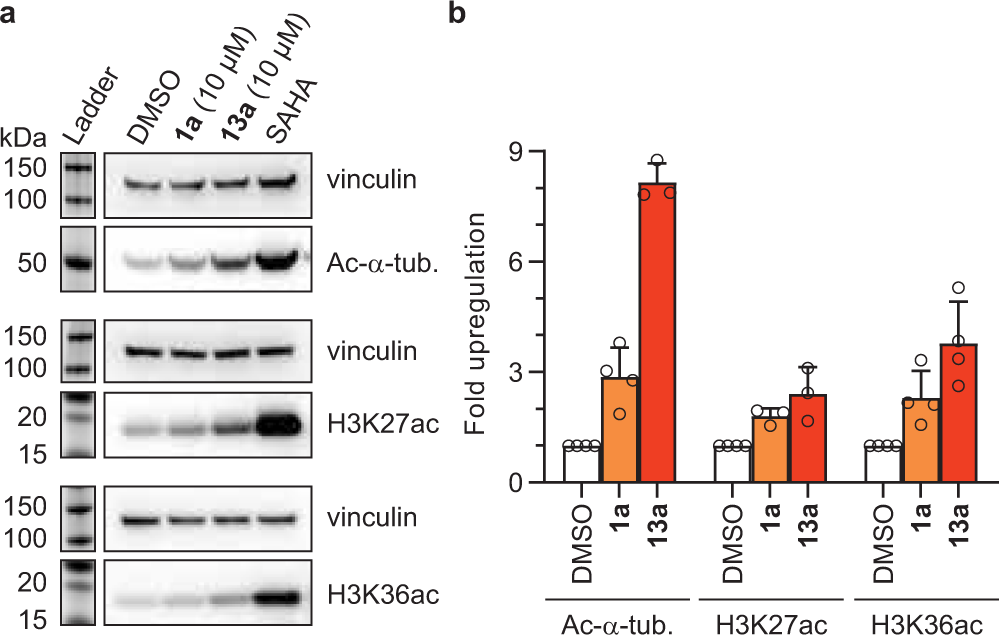 Fig. 7: Inhibition of HDACs in cultured cells.