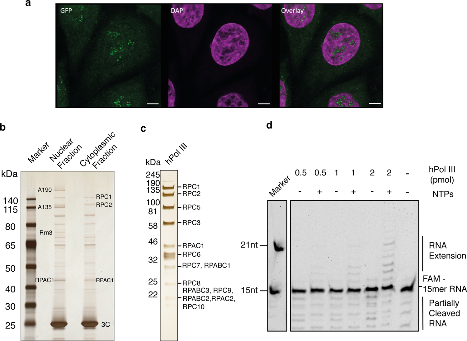 Structure Of Human Rna Polymerase Iii Nature Communications