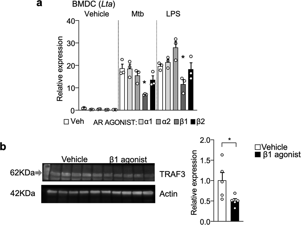 Fig. 9: β1-AR agonist treatment prevents upregulation of mLT in BMDC.