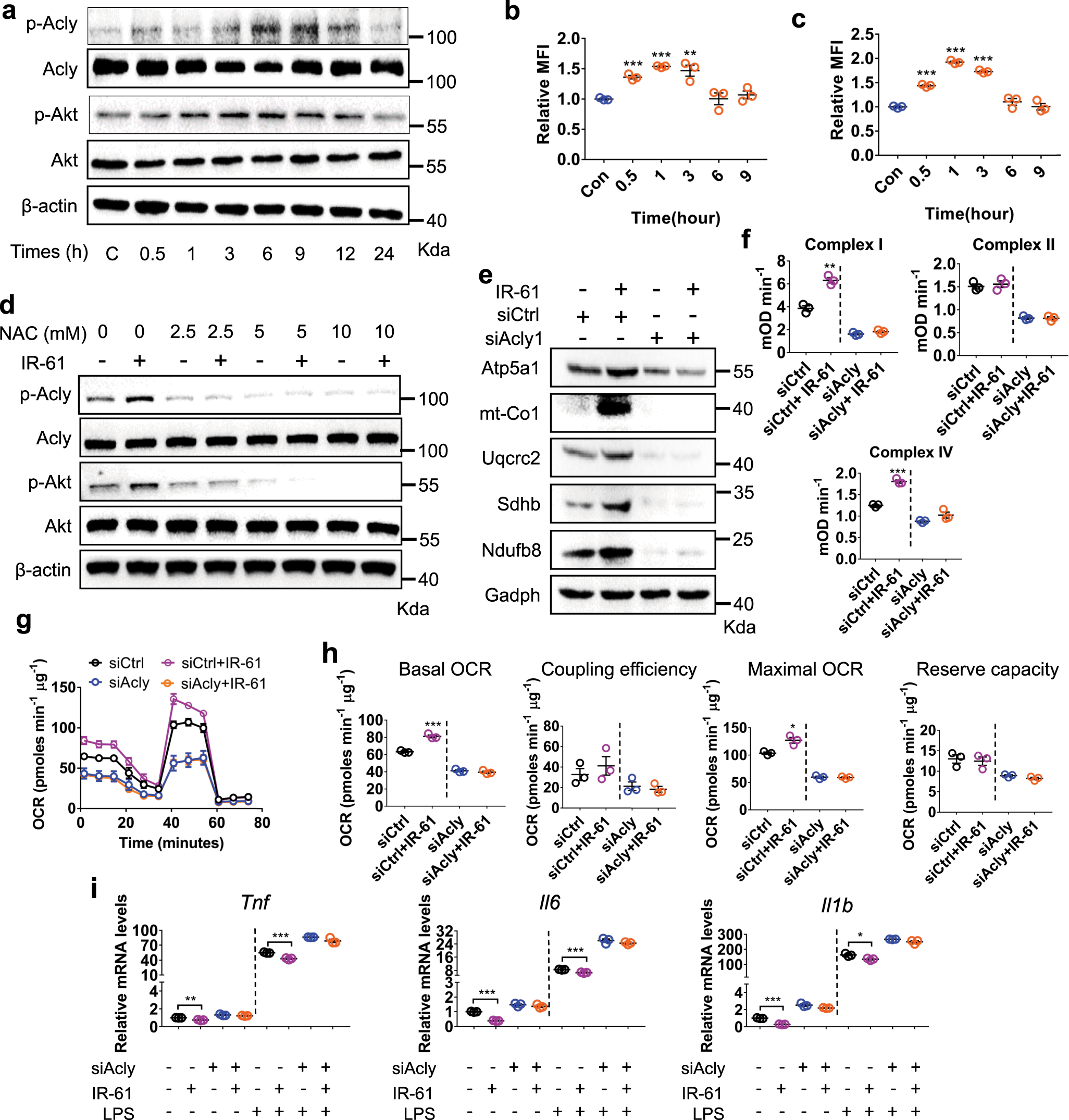 Fig. 4: IR-61 stimulates mitochondrial function through ROS-Akt-Acly signaling.