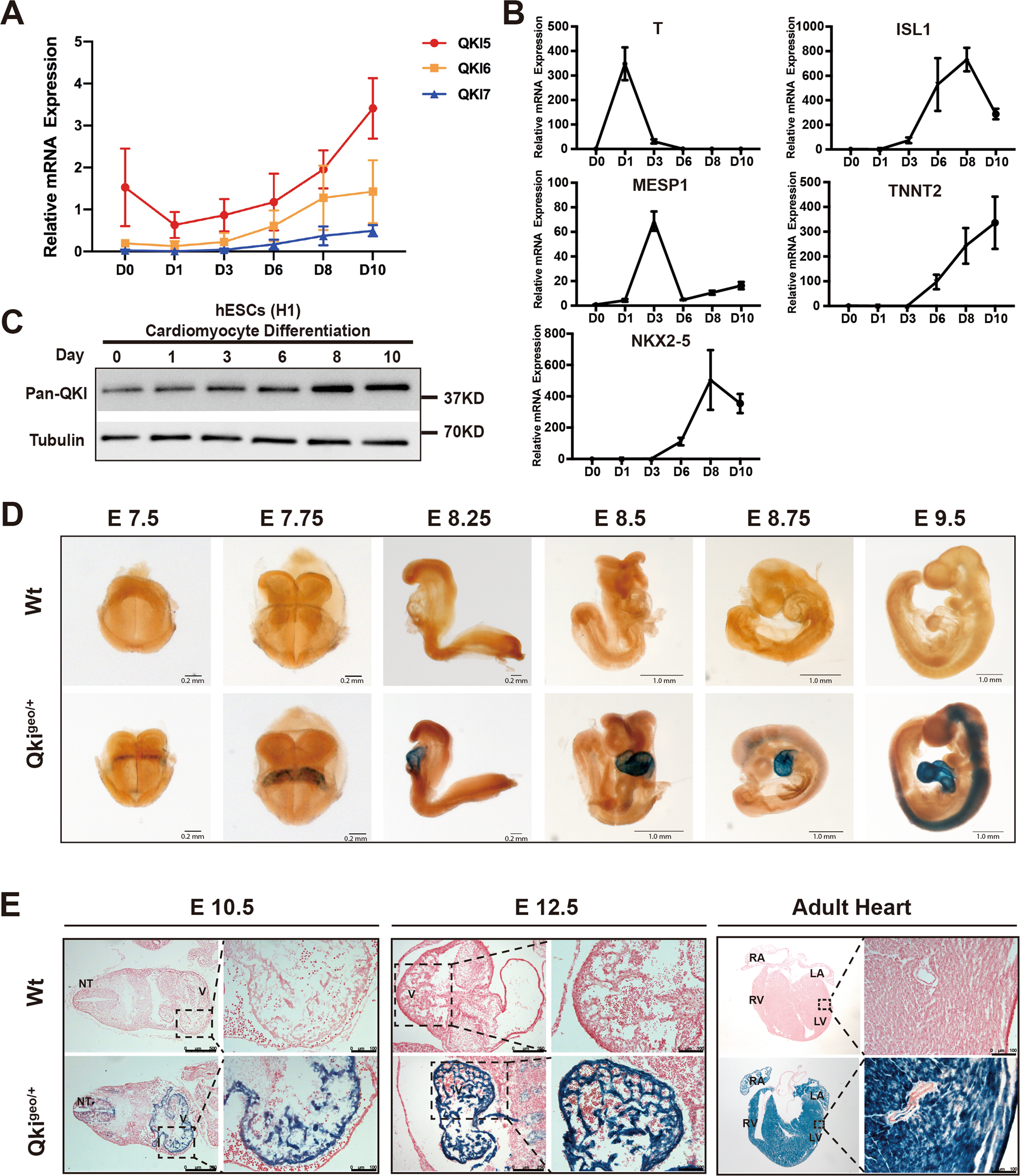 Fig. 1: QKI expression pattern in cardiac differentiation.