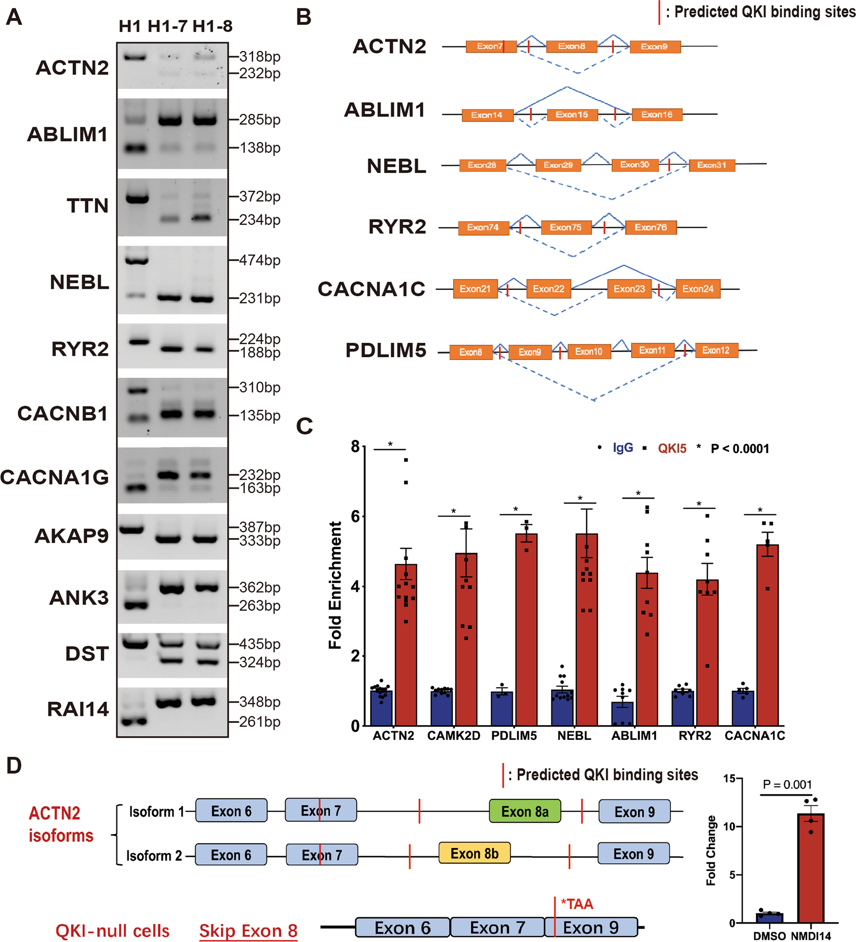 Fig. 6: QKI-mediated alternative splicing events in genes critical to myofibrillogenesis.