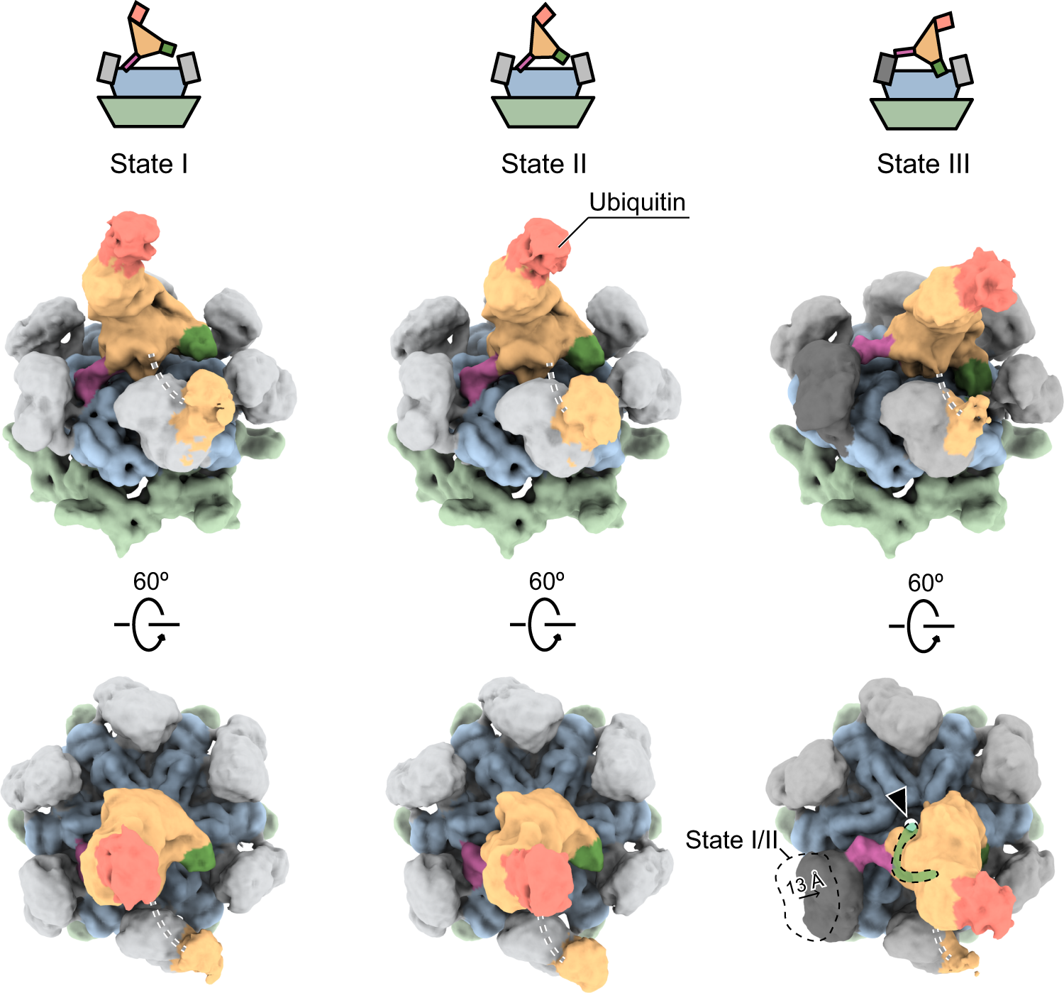 Fig. 2: Three conformational states of human p97 in complex with Npl4/Ufd1 and polyubiquitinated Ub-Eos.