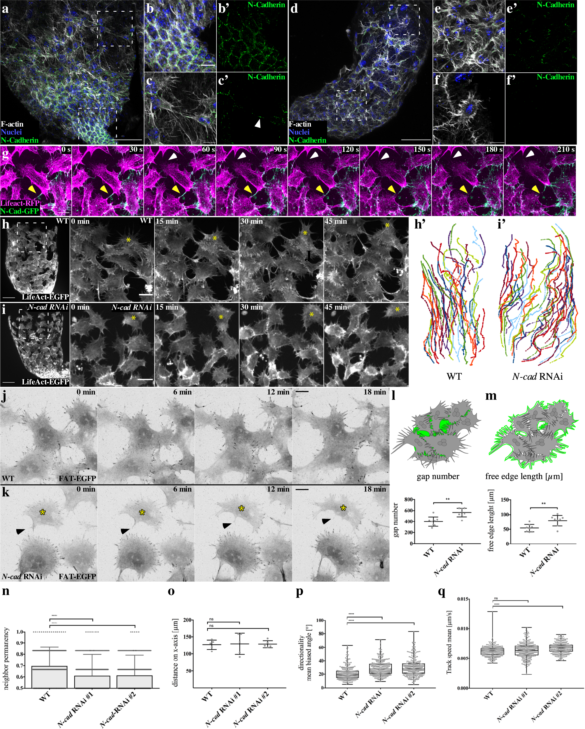 Fig. 4: Reduced N-cadherin expression increases free edge, promoting cell-independent behavior at the expense of collective directionality.