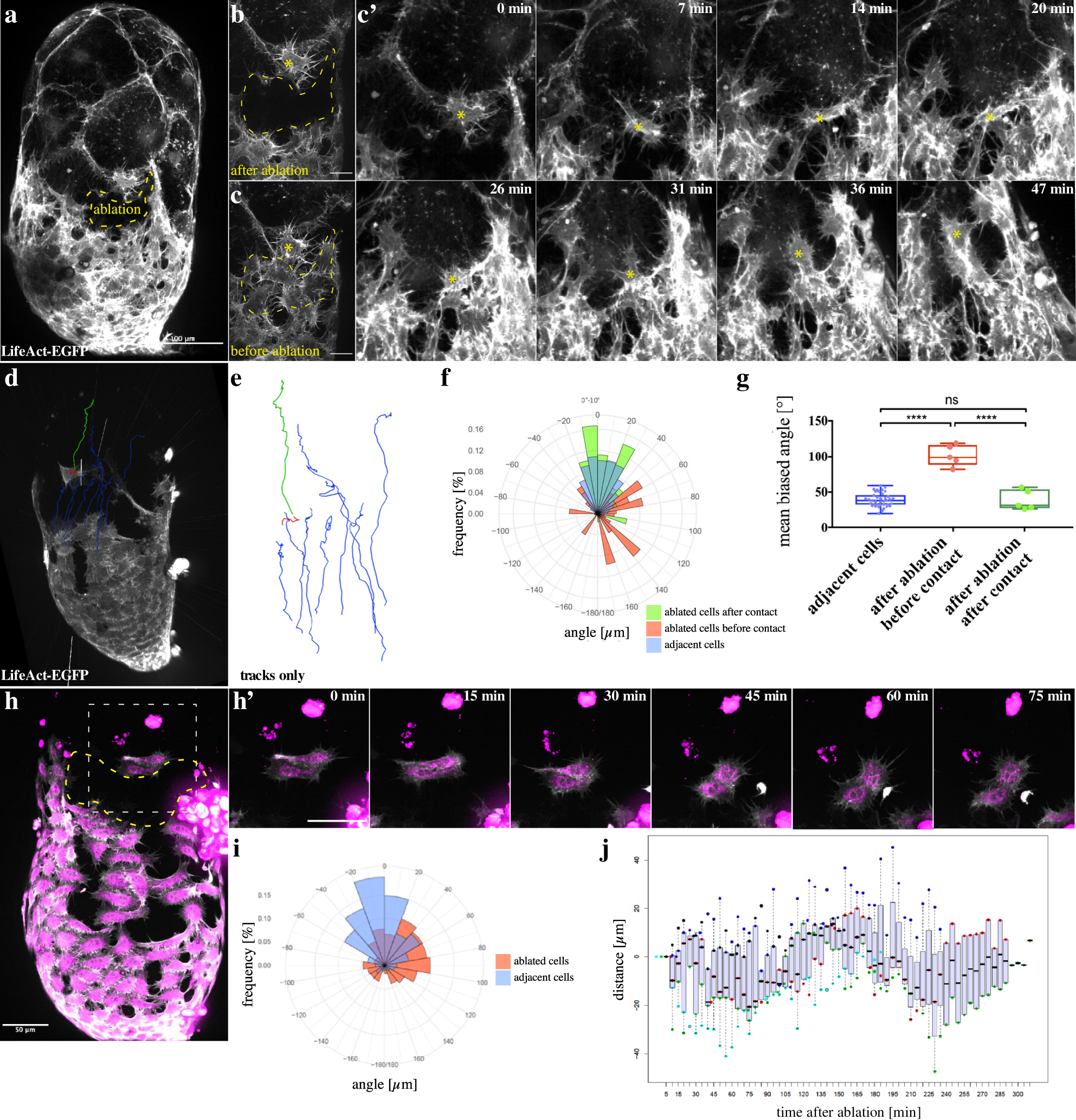 Fig. 5: Migrating myotubes need cell–cell contact to achieve directionality.