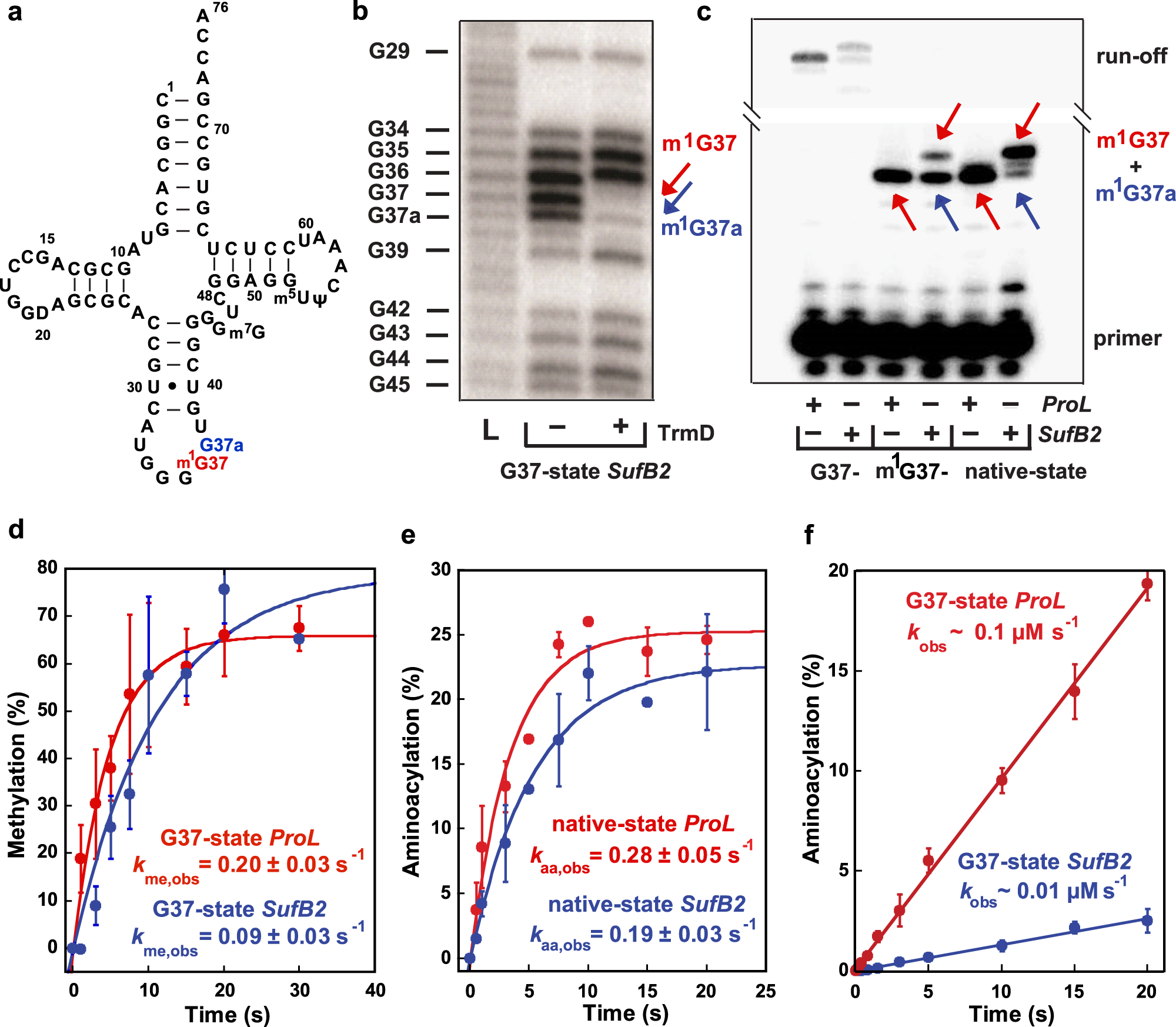 Insights into genome recoding from the mechanism of a classic  +1-frameshifting tRNA | Nature Communications