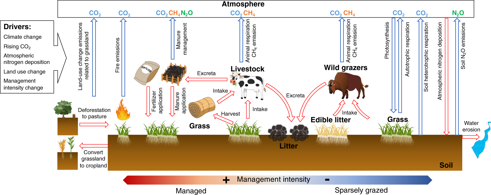 Fig. 1: Illustration of the processes and the greenhouse gas fluxes that are accounted for in this study.