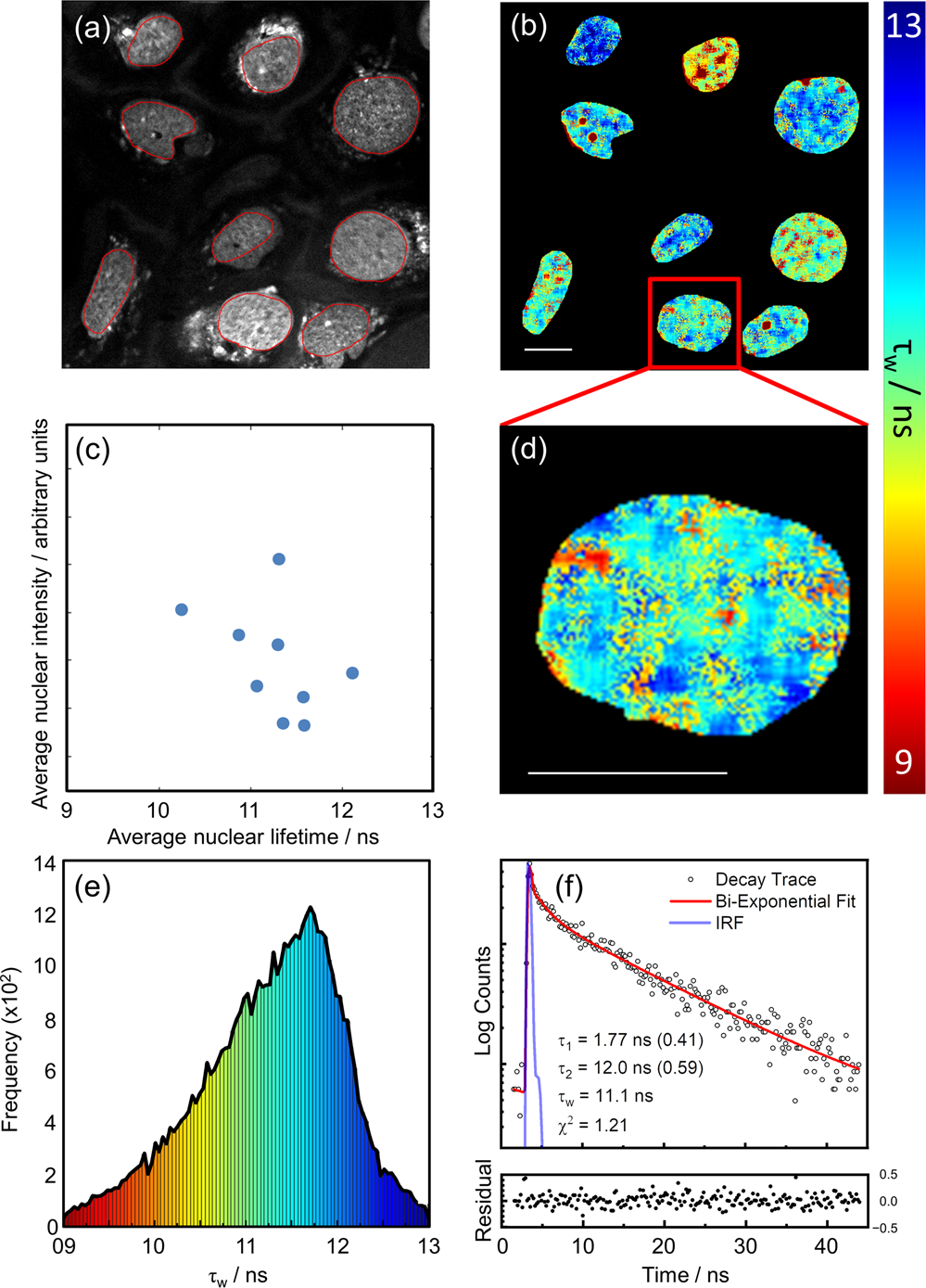 Fig. 2: FLIM analysis of nuclear DNA in live U2OS cells stained with DAOTA-M2 (20 µM, 24 h).