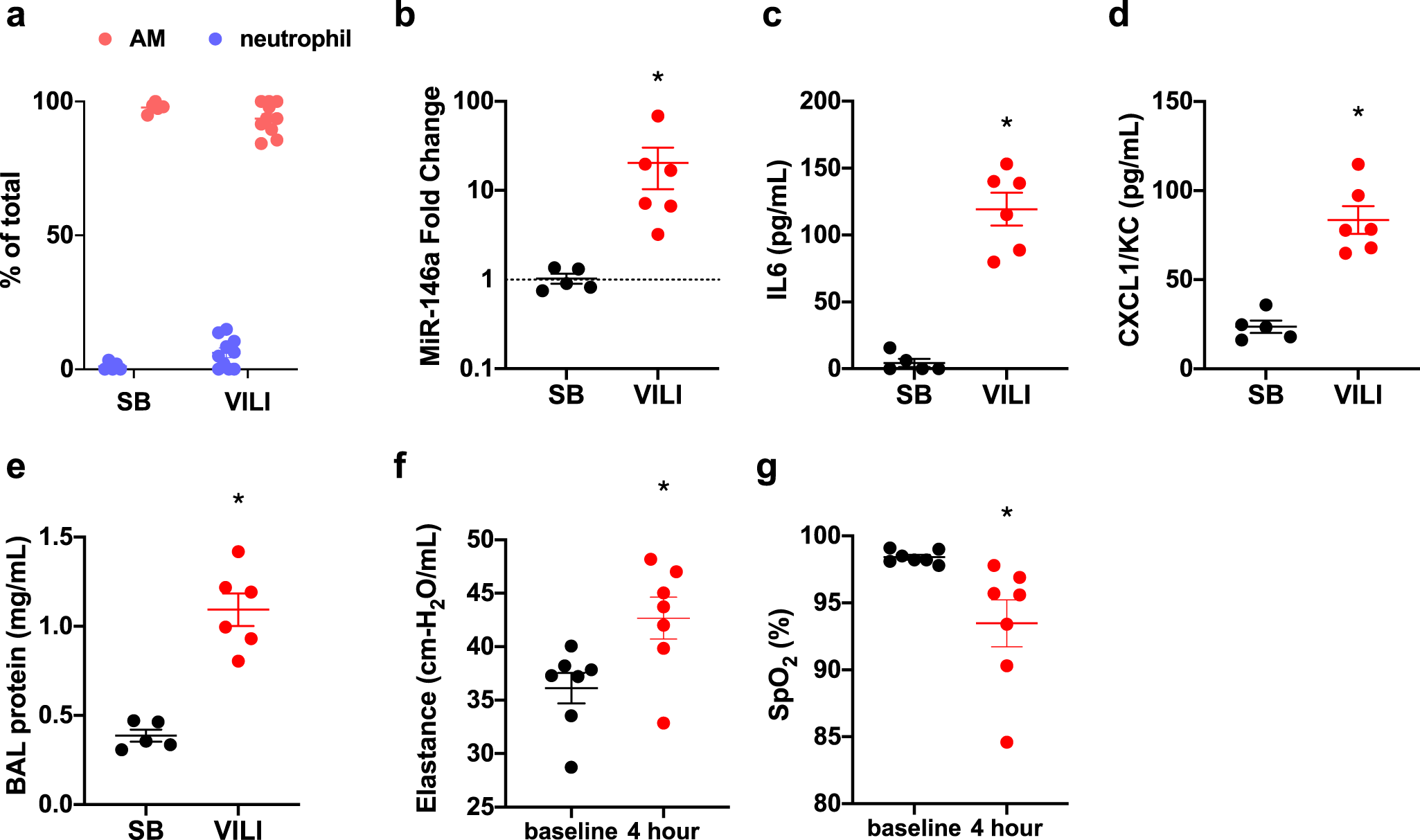 Fig. 2: Injurious mechanical ventilation in mice increases miR-146a levels in alveolar macrophages.