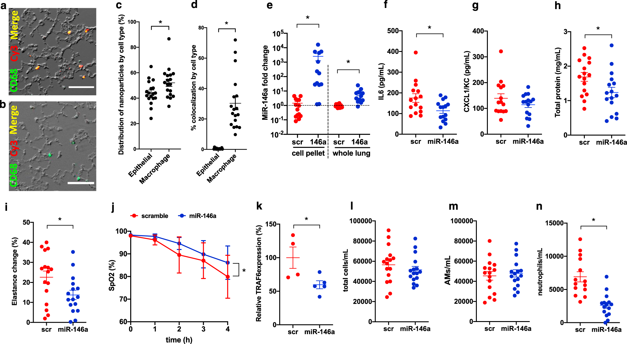 Fig. 6: miR-146a-loaded nanoparticles mitigate lung injury during mechanical ventilation.